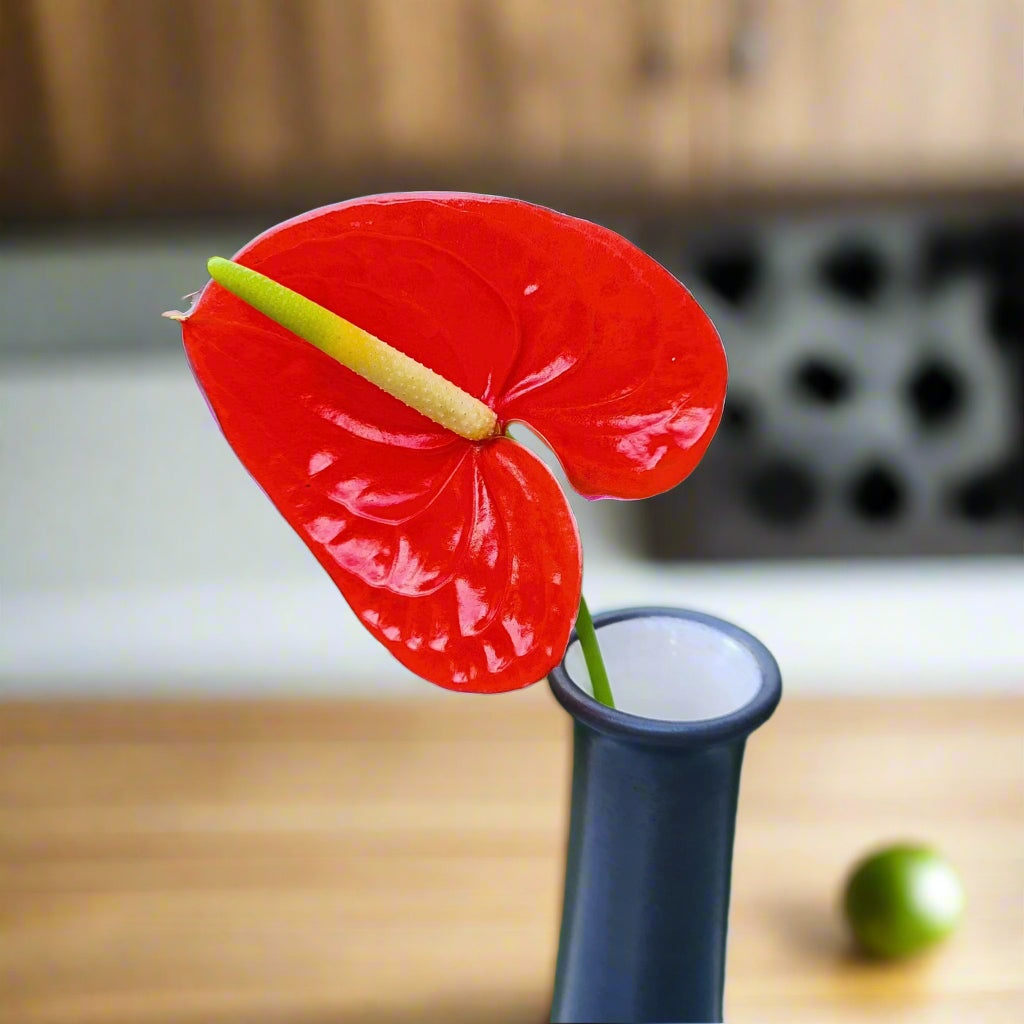 Glossy red Anthurium FIRE orchid bloom, long-lasting & fresh from Thailand, perfect for weddings, floral arrangements, event décor & DIY projects. This rare shiny flower adds a vibrant touch to bouquets, centerpieces & elegant formal settings.