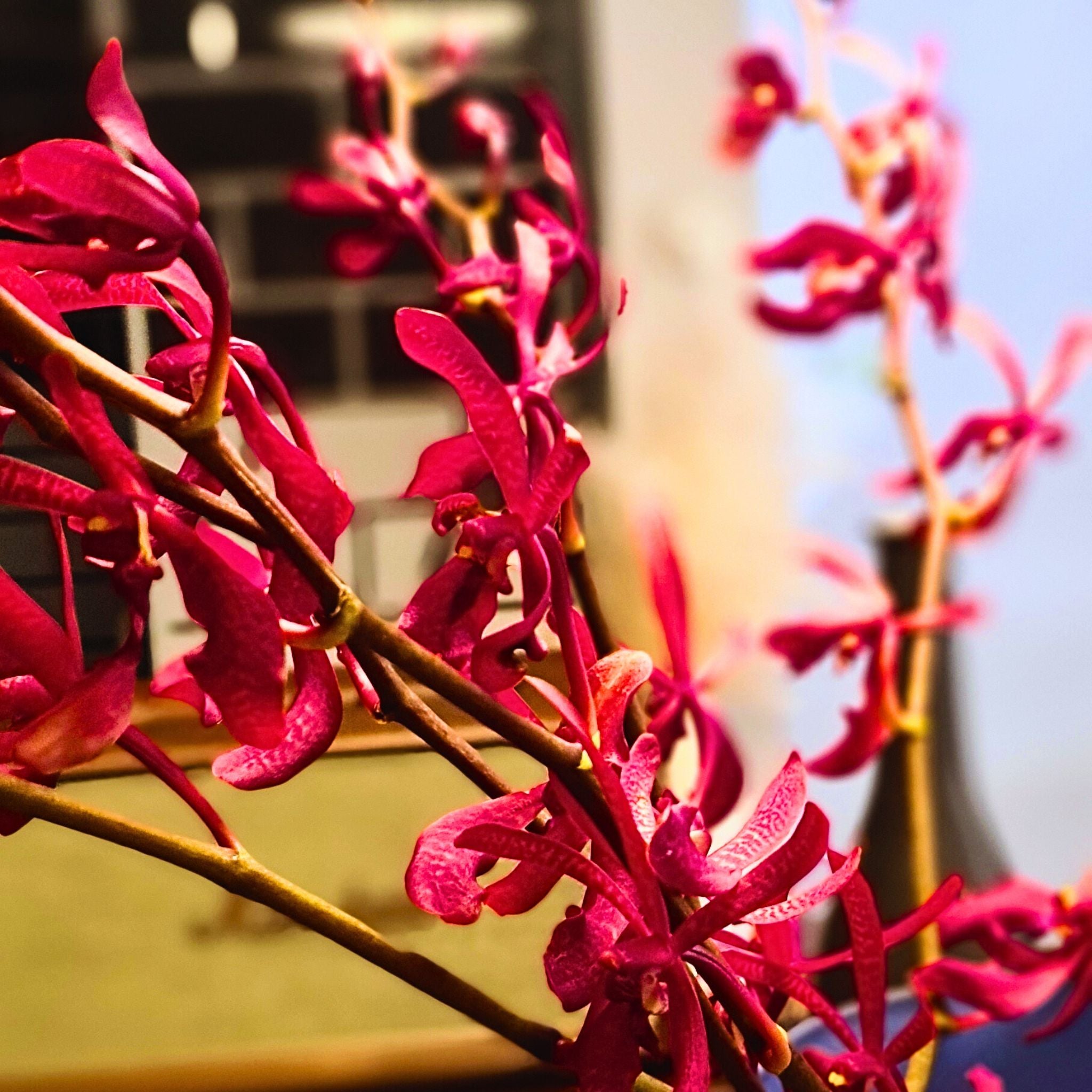 Exotic Red Aranthera Orchids with long stems and bold red petals, ideal for wedding bouquets, tropical decor, or home floral arrangements. Freshly flown daily from Thailand, perfect for DIY projects or centerpiece designs