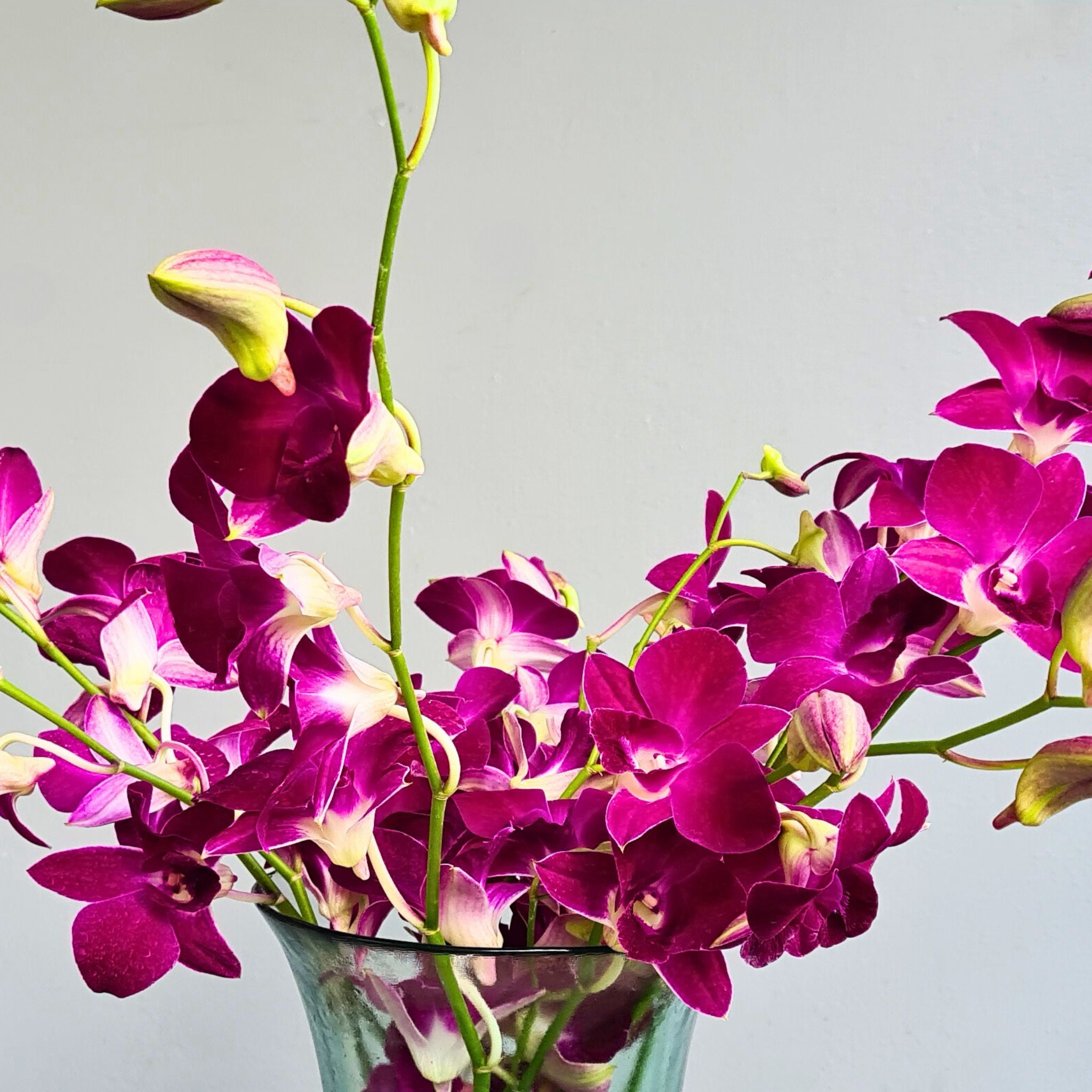 Dendrobium Orchid Red Bull, featuring a deep red-violet Sonia bloom. Long-lasting, flown fresh from Thailand & perfect for bold wedding floral designs, DIY arrangements & sophisticated event décor.