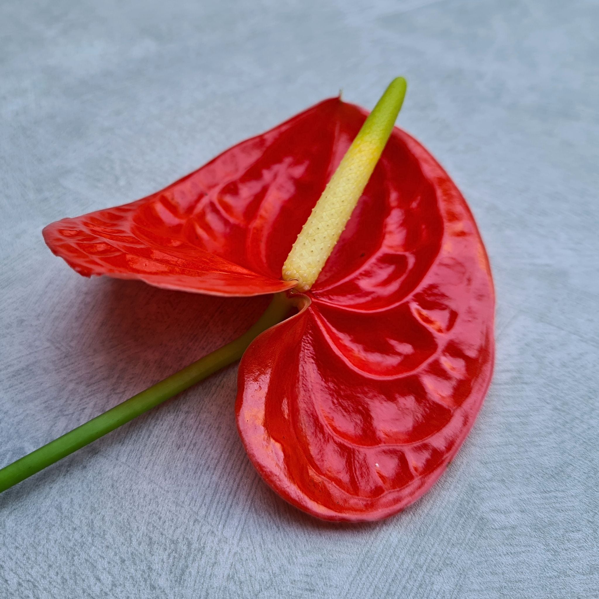 Red orchid Anthurium FIRE, a rare shiny bloom with a vibrant, glossy finish, shipped fresh for weddings, events, floral designs & DIY projects. Long-lasting & long-stemmed, this elegant flower adds sophistication & vibrancy to bouquets & formal décor.