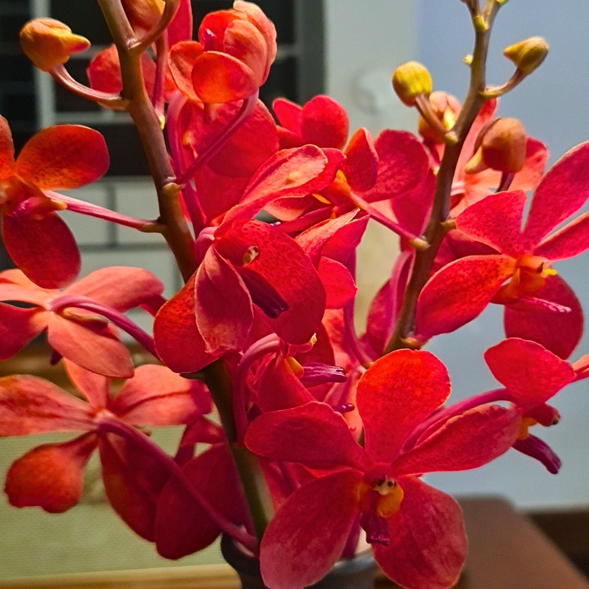 Bold red Salaya Mokara orchids with vibrant petals in a fresh 10-stem bundle. Perfect for weddings, events, and dramatic home décor. Flown fresh from Thailand to the USA.