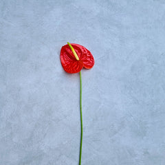 Vibrant red Anthurium FIRE orchid bloom with shiny, glossy texture on a long stem, perfect for weddings, events, floral designers & DIY creations. Freshly flown from Thailand, this rare bloom adds elegance to bouquets, formal décor & sophisticated settings