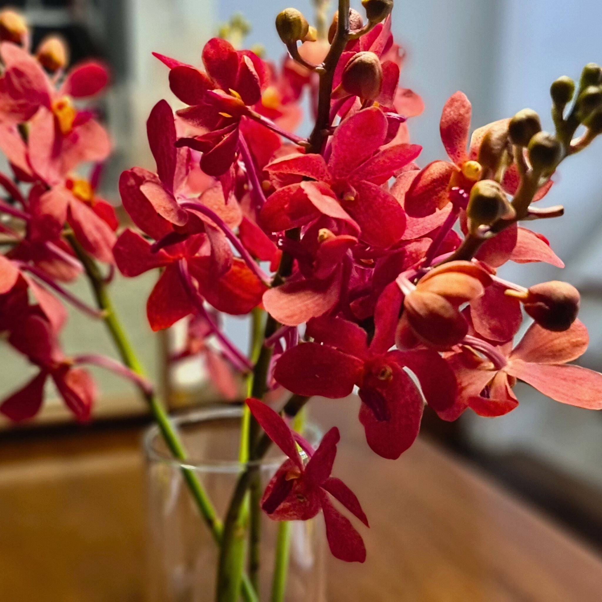 Salaya Red Mokara orchids with striking red petals and refined elegance. A 10-stem bundle of fresh flowers for wedding floral arrangements, sophisticated event décor, and artistic creations