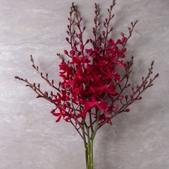 🌺 Fresh Red Mokara Orchids – 10 Stem Bundle with Water Capsule | Perfect for Weddings, DIY Bouquets, Events, Photography, and Home Decor 🌿