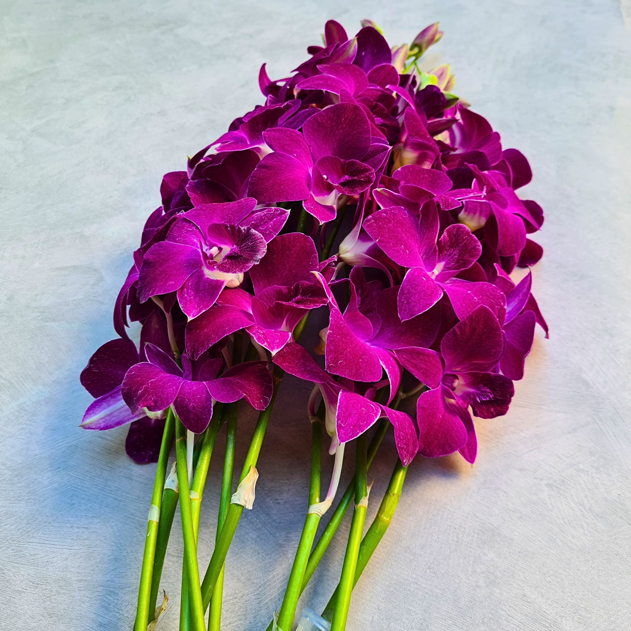 Glossy Red Bull Orchid with a deep red-violet Sonia bloom. Long-stemmed & fresh from Thailand, it’s perfect for weddings, event décor & bold DIY projects. This luxurious Dendrobium Orchid adds vibrant sophistication to any floral design.