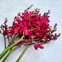 Fresh red Renanstylis orchids, also known as New Azimah. A rare 10-stem bundle featuring bold crimson hues and unique patterns, ideal for wedding centerpieces, floral arches, and DIY bouquets. Flown fresh from Thailand