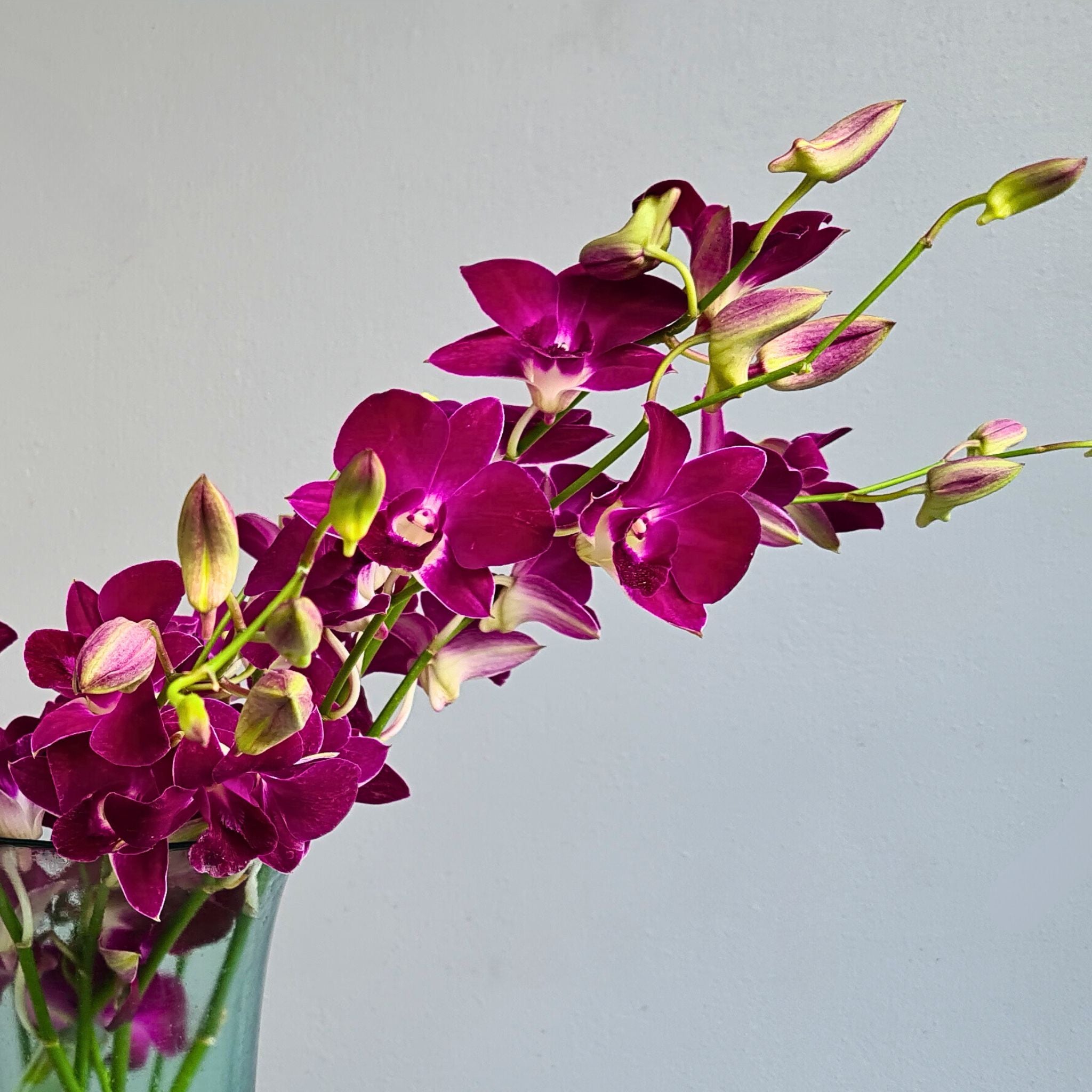 Red Bull Orchid, a deep red-violet Sonia Dendrobium bloom with a glossy finish. Freshly shipped from Thailand, it’s ideal for elegant weddings, formal events, & unique DIY floral projects. A bold, luxurious choice.