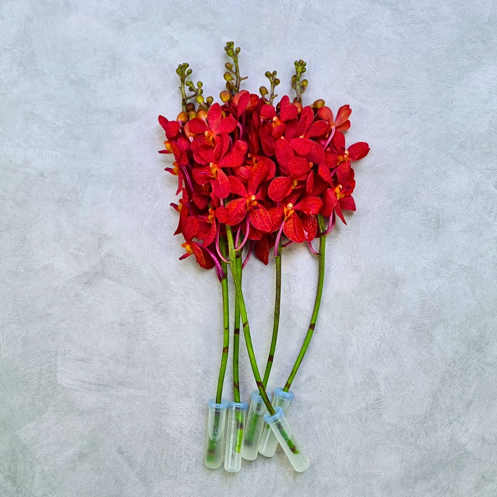 Vibrant red Salaya Mokara orchids in a fresh 10-stem bundle. Exotic Thai blooms with bold hues, ideal for wedding bouquets, floral arrangements, and elegant event décor. Shipped fresh to the USA with long-lasting quality.