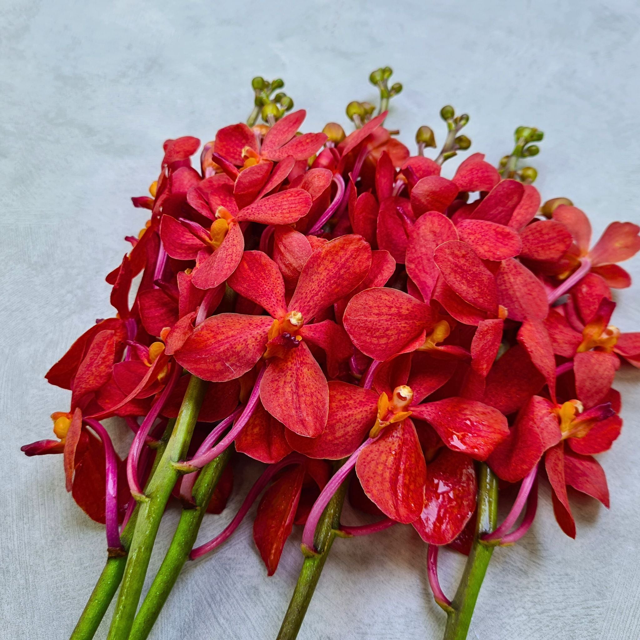 Rich red Mokara Salaya orchids, freshly harvested in a 10-stem bundle. Perfect for dramatic wedding centerpieces, table décor, and artistic floral creations. Flown directly from Thailand for maximum freshness.