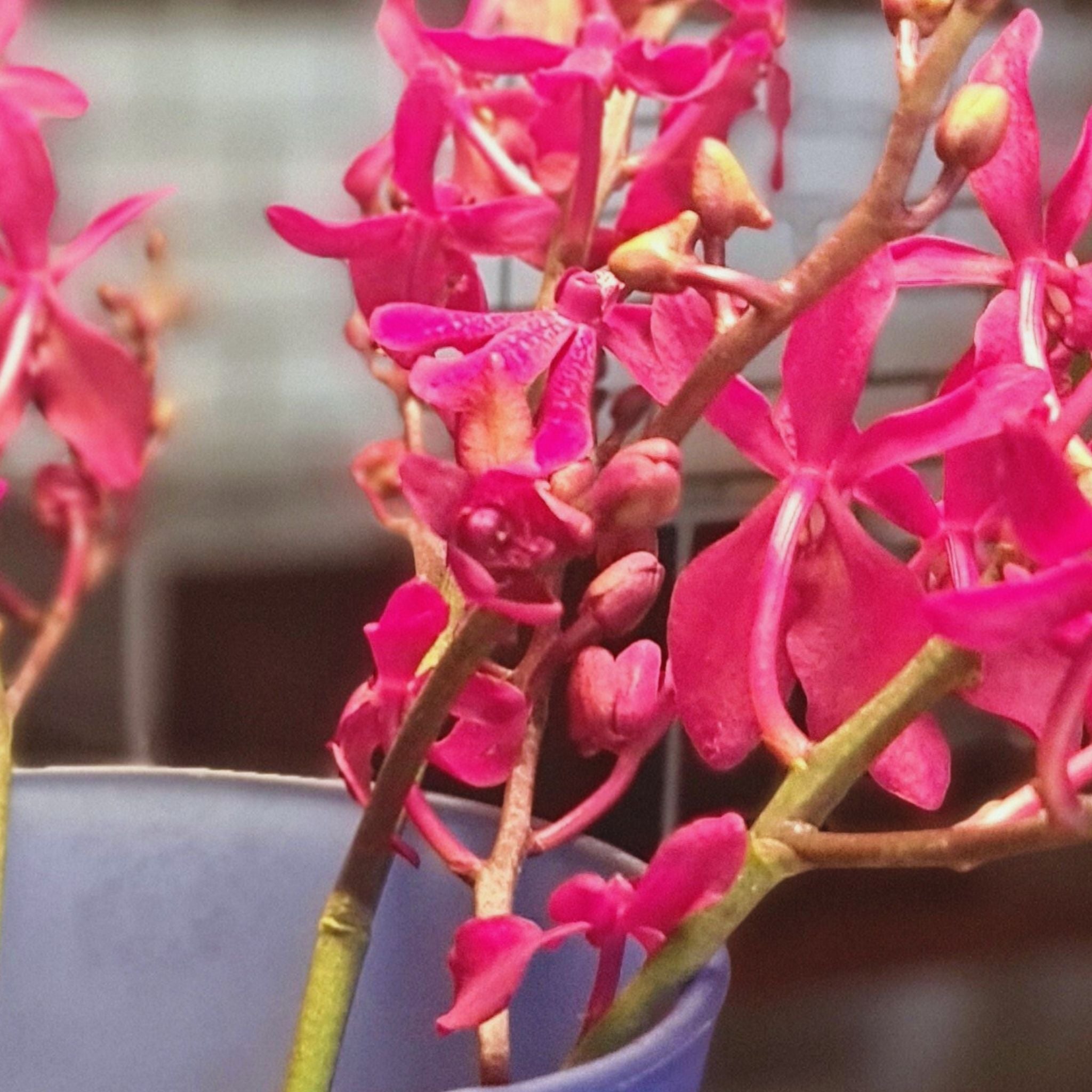 Fresh New Azimah orchids, a rare red Renanstylis variety exclusive to Thailand. A 10-stem bundle of vibrant blooms for florists, event planners, and DIY floral enthusiasts. Perfect for striking event and wedding décor.