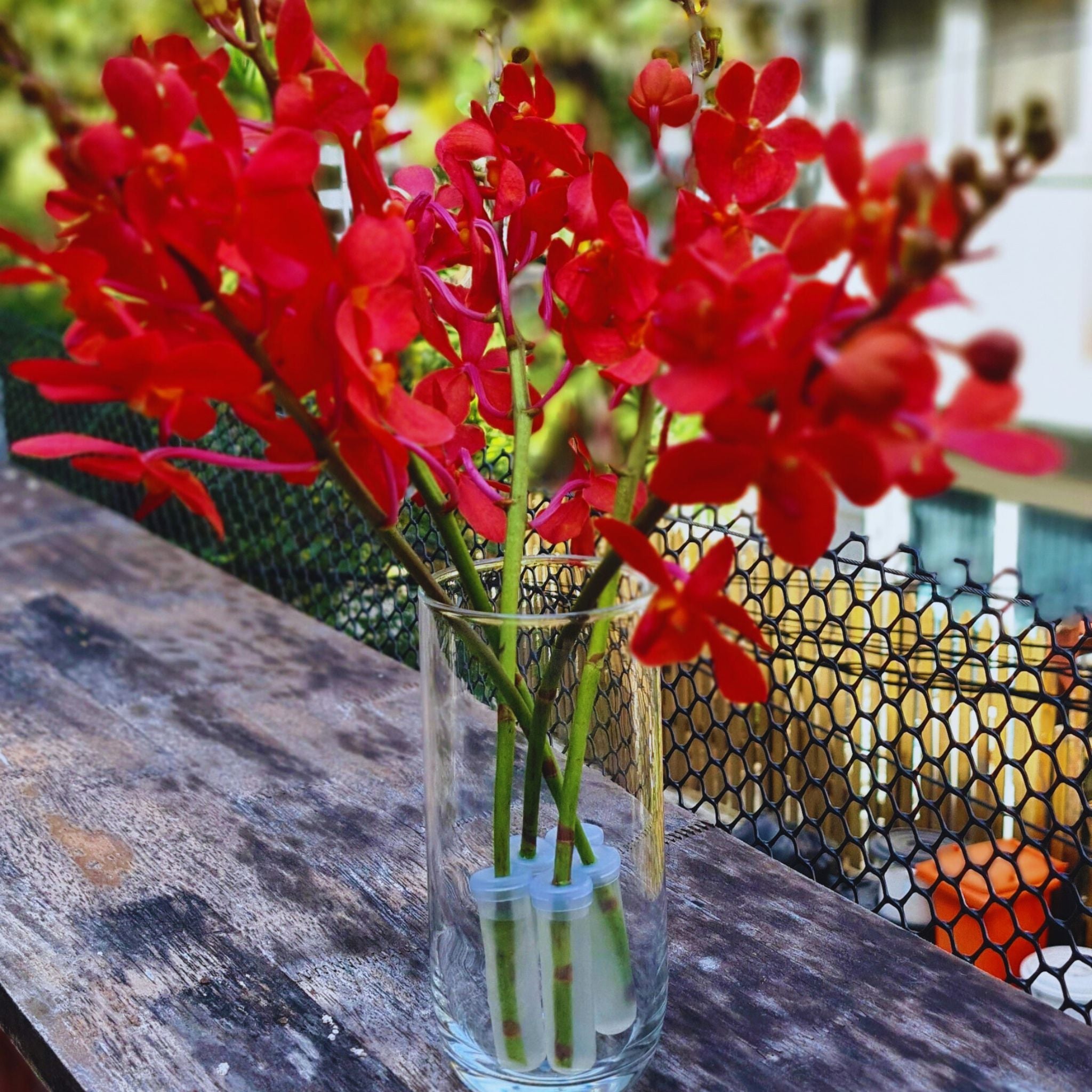 Exotic Salaya Red Mokara orchids with rich red hues. A fresh 10-stem bundle of premium flowers for weddings, event décor, and DIY floral projects. Vibrant and long-lasting blooms.