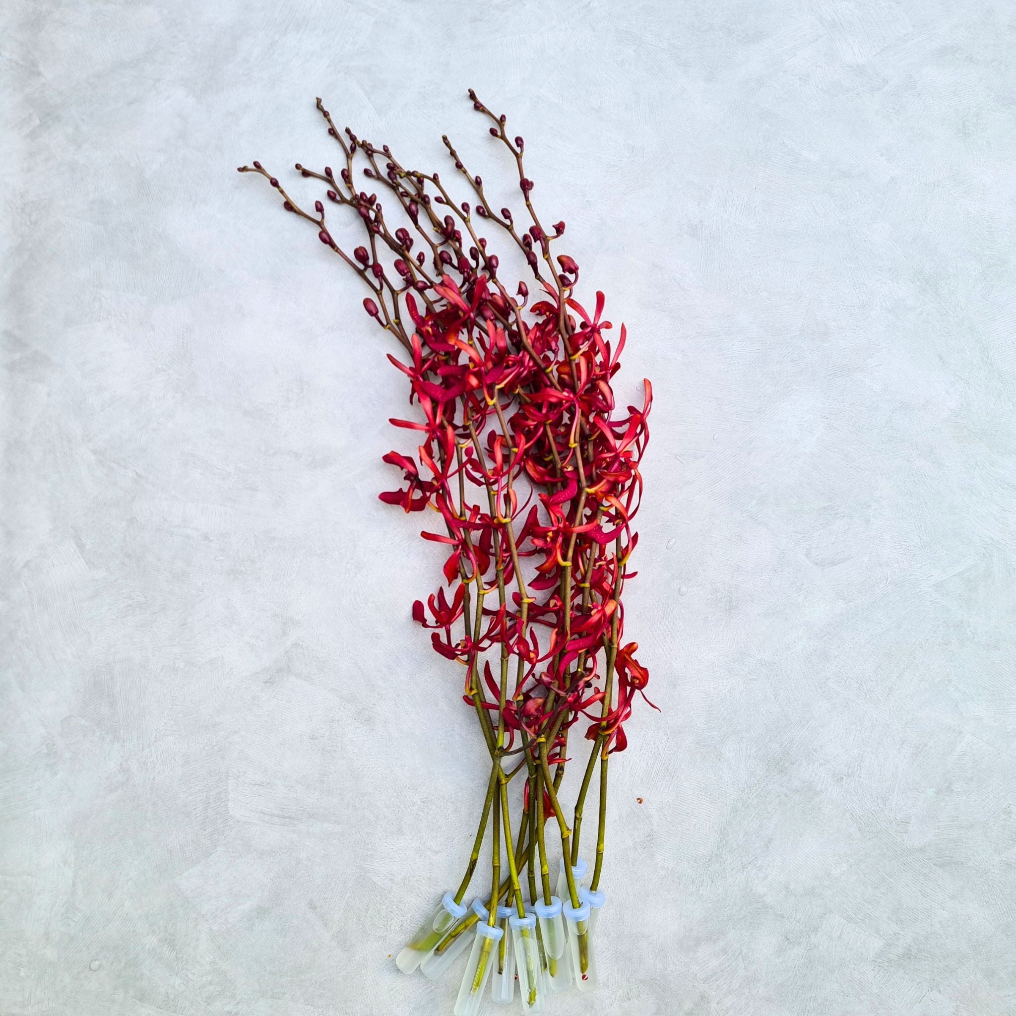 Fresh Red Aranthera Orchids flown from Thailand, perfect for weddings, tropical parties, DIY bouquets, & home decor. Long stems, vibrant petals, exotic charm, & unmatched freshness for floral arrangements or event decor. Competitive pricing , Freshest Quality