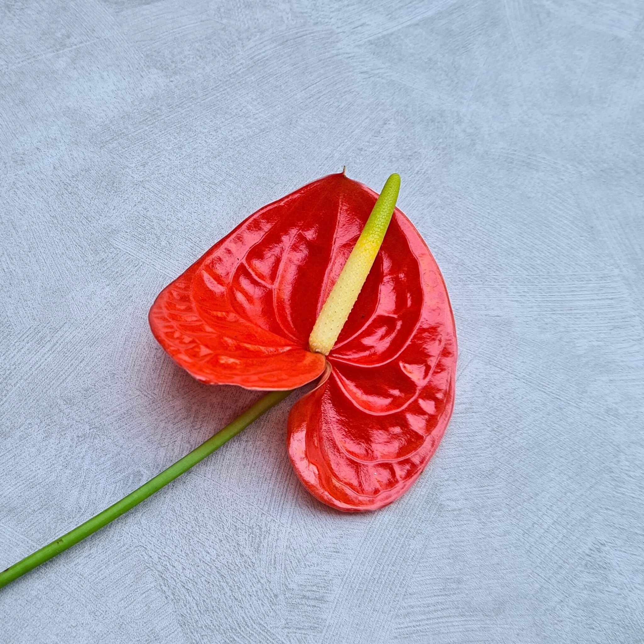 Glossy red orchid bloom Anthurium FIRE with vibrant sheen, long-stemmed & fresh from Thailand, ideal for wedding bouquets, DIY floral arrangements, event décor & centerpieces. A rare shiny red flower perfect for formal settings & sophisticated designs