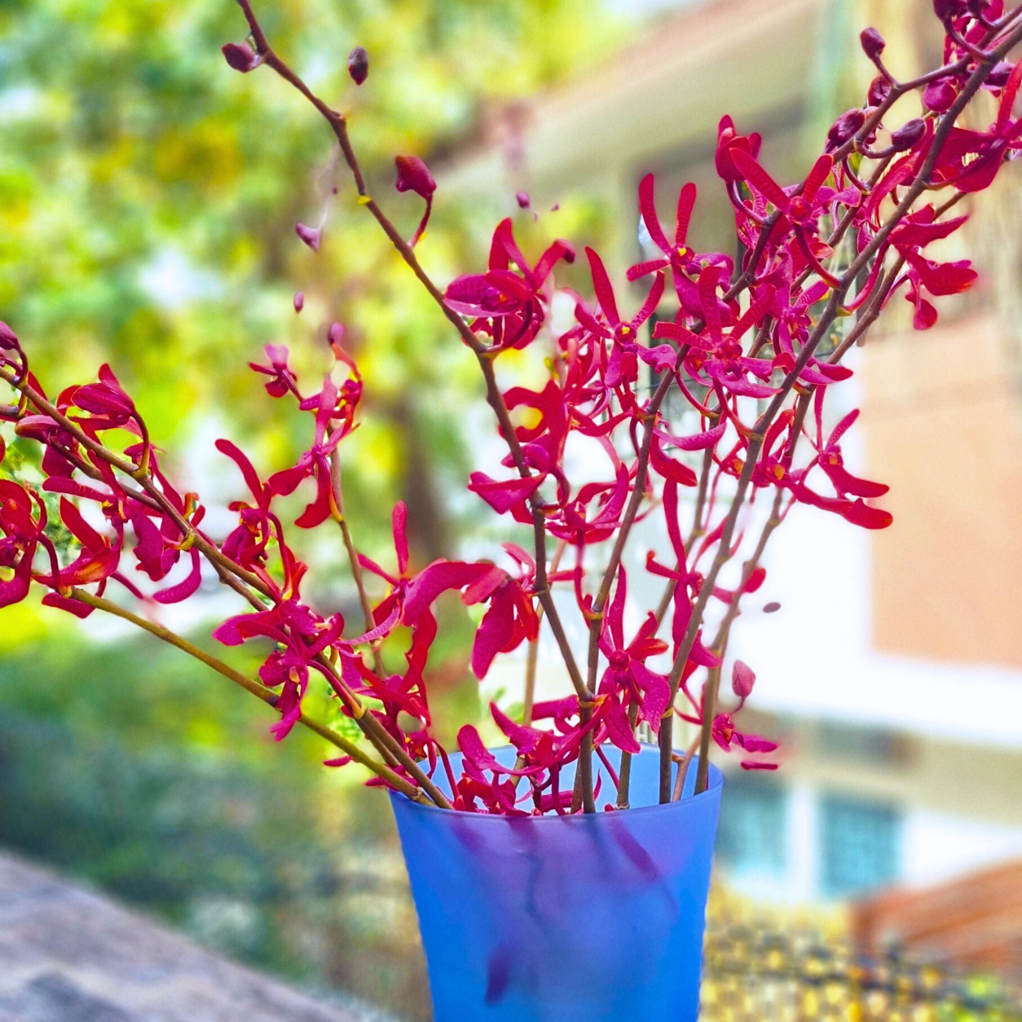 Red Anne Black Orchids from Thailand. Exotic long-stemmed flowers for weddings, tropical parties, and bouquet decor. Vibrant red petals add elegance to home decoration or centerpieces. Fresh daily with competitive pricing and unique appeal