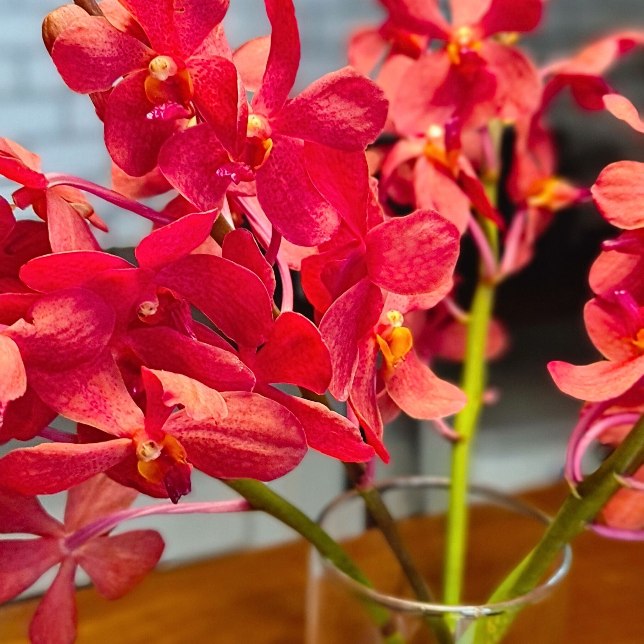 Vibrant Salaya Red Mokara orchids with rich red tones. Fresh 10-stem bundle of long-lasting blooms, ideal for wedding designs, cascading bouquets, and luxurious table arrangements.