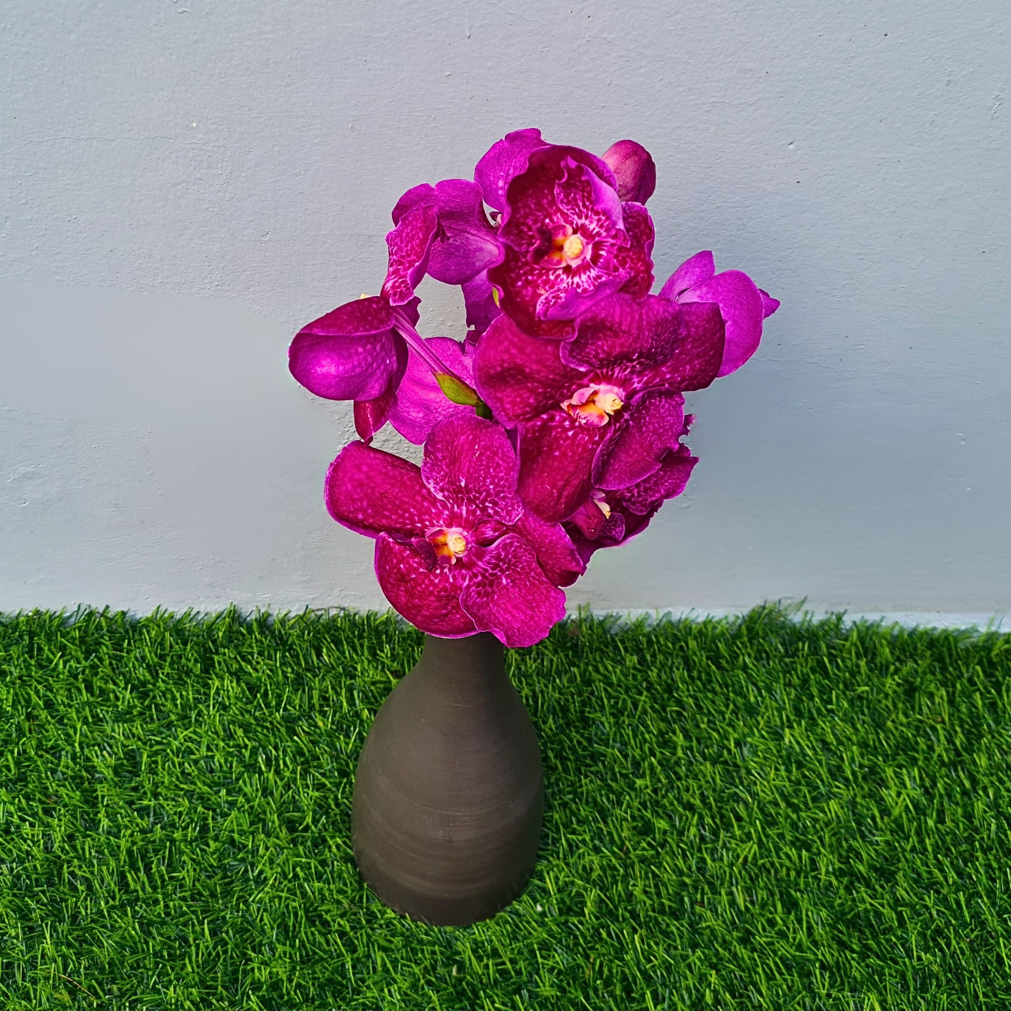 Fresh Pink Red Vanda Orchids, 10 stems with vibrant pink-red hues and intricate petal patterns. Flown fresh from Thailand, these blooms are perfect for creating stunning floral arrangements and sophisticated event decor.