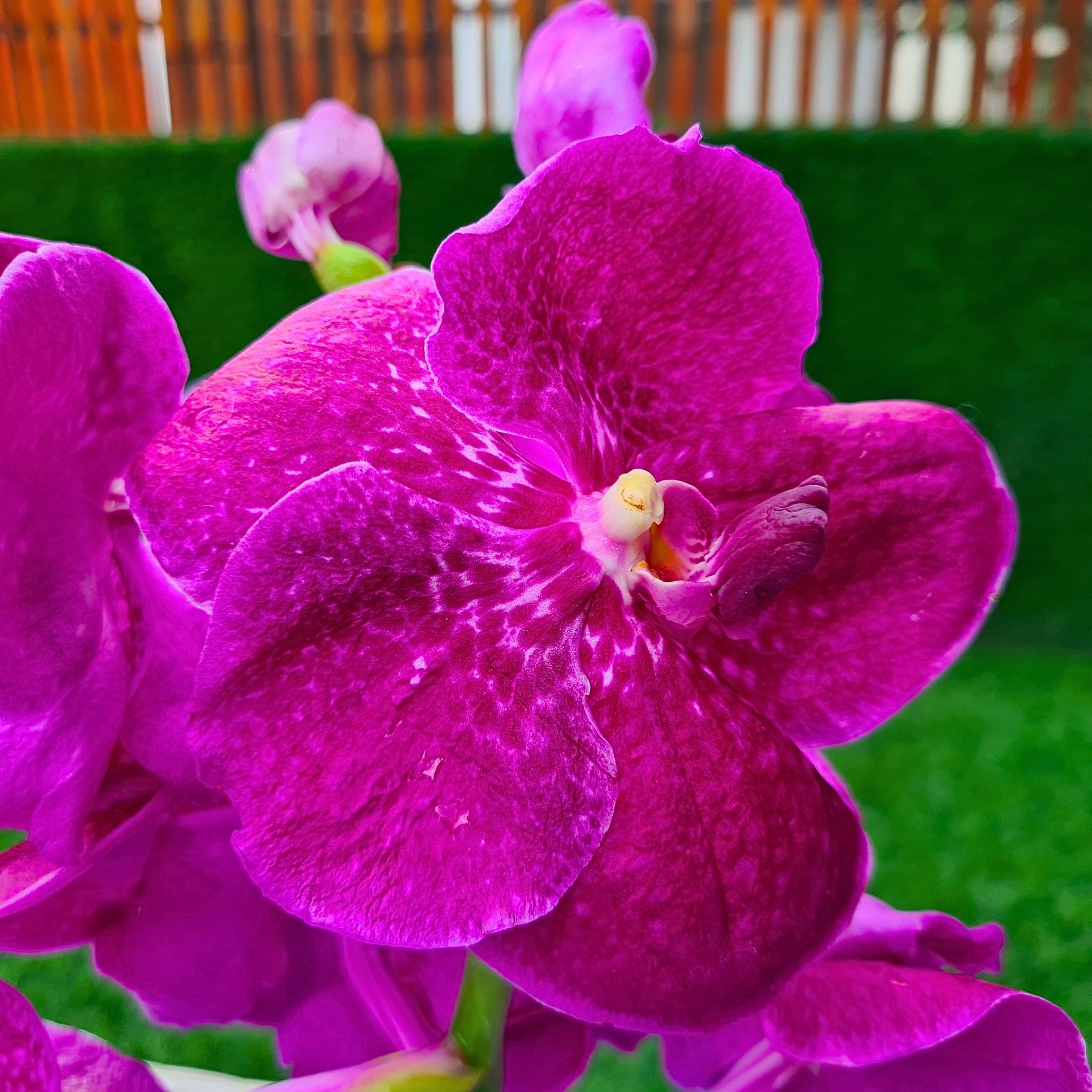 Fresh Pink Red Vanda Orchids, a bundle of 10 vibrant stems from Thailand. Known for their rare pink-red hues and detailed petals, these orchids are ideal for weddings, events, photography, and unique floral arrangements with long-lasting freshness