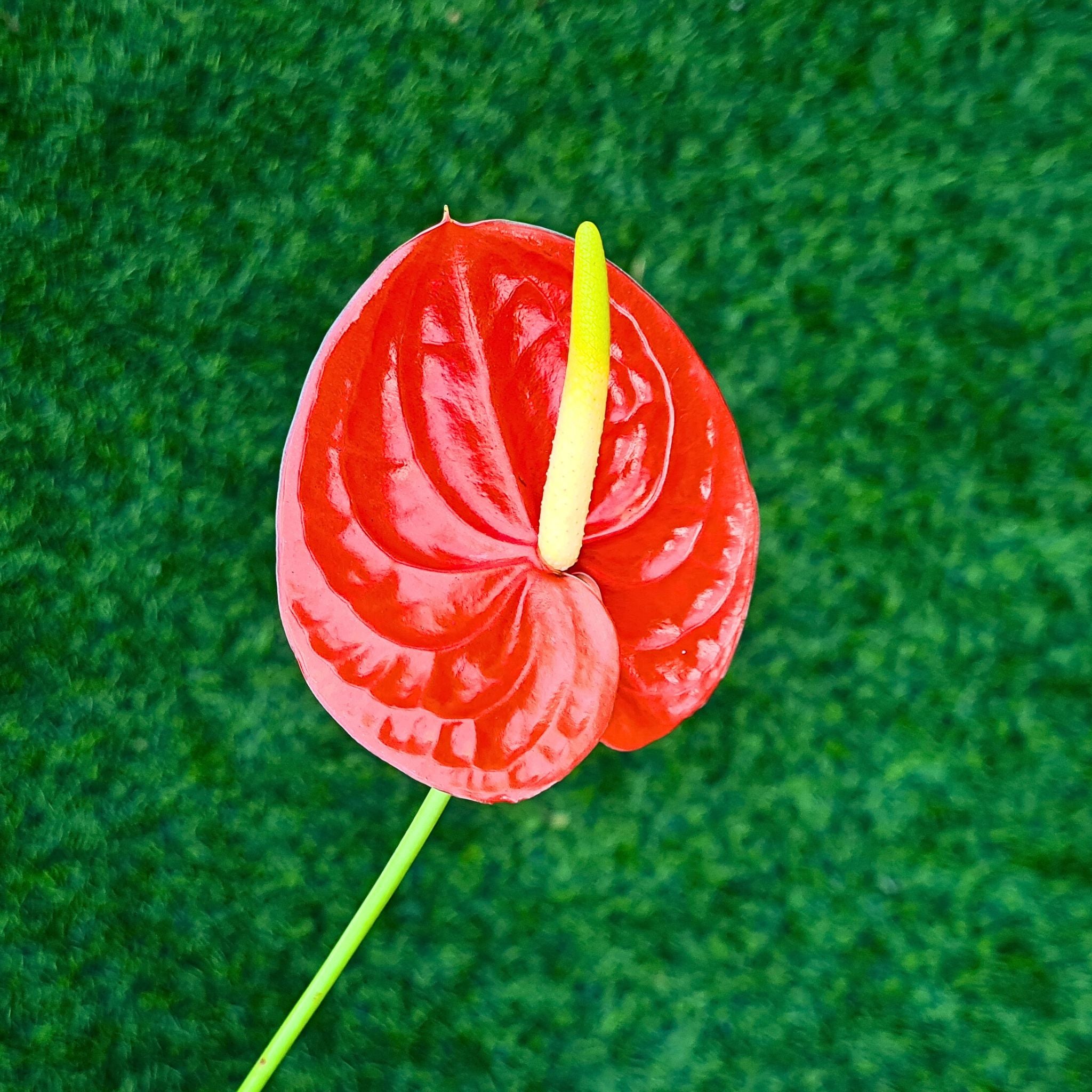 Red orchid Anthurium FIRE, a glossy, long-lasting bloom, shipped fresh with water capsule for weddings, events & DIY floral arrangements. This rare shiny red flower adds elegance & vibrancy to bouquets, centerpieces, formal décor & sophisticated designs.