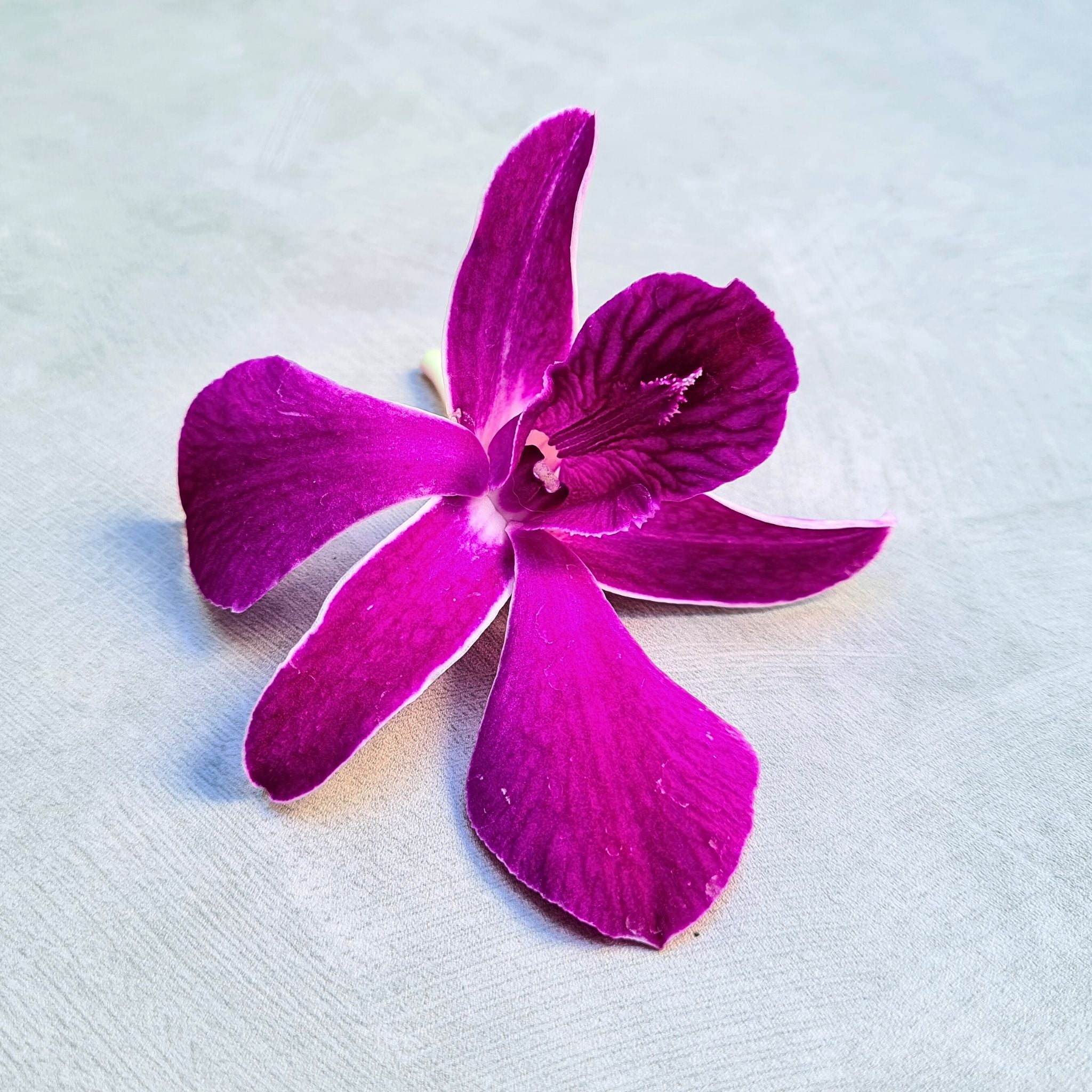 🌸 Rare "Miss Siam Red" orchids with deep purple and white-striped petals. Flown fresh from Thailand, ideal for DIY floral designs, weddings, and events. Long-lasting blooms with water capsules. Bundles of 10 stems available now with free shipping!