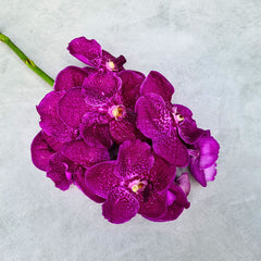 Rare and exotic Pink Red Vanda Orchids, a fresh 10-stem bundle with water capsules. Featuring striking pink-red tones and intricate patterns, these blooms are perfect for weddings, photography, and elegant floral creations.