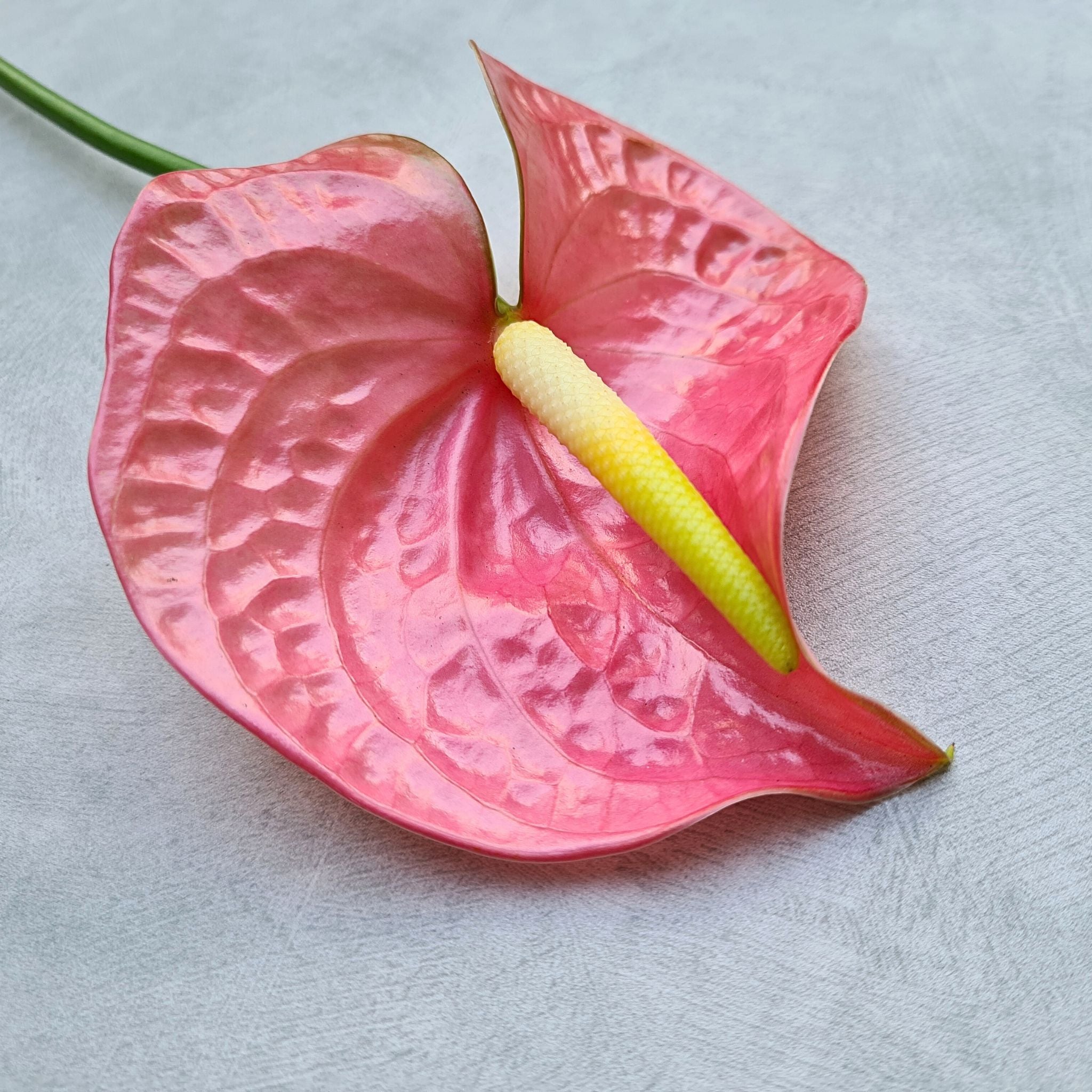 Fresh Anthurium Rosa orchids, rare salmon-pink blooms with velvety reddish-peach petals. Bundles of 5-60 stems are ideal for weddings, floral decor, DIY projects, or events, bringing tropical beauty and elegance to any occasion.