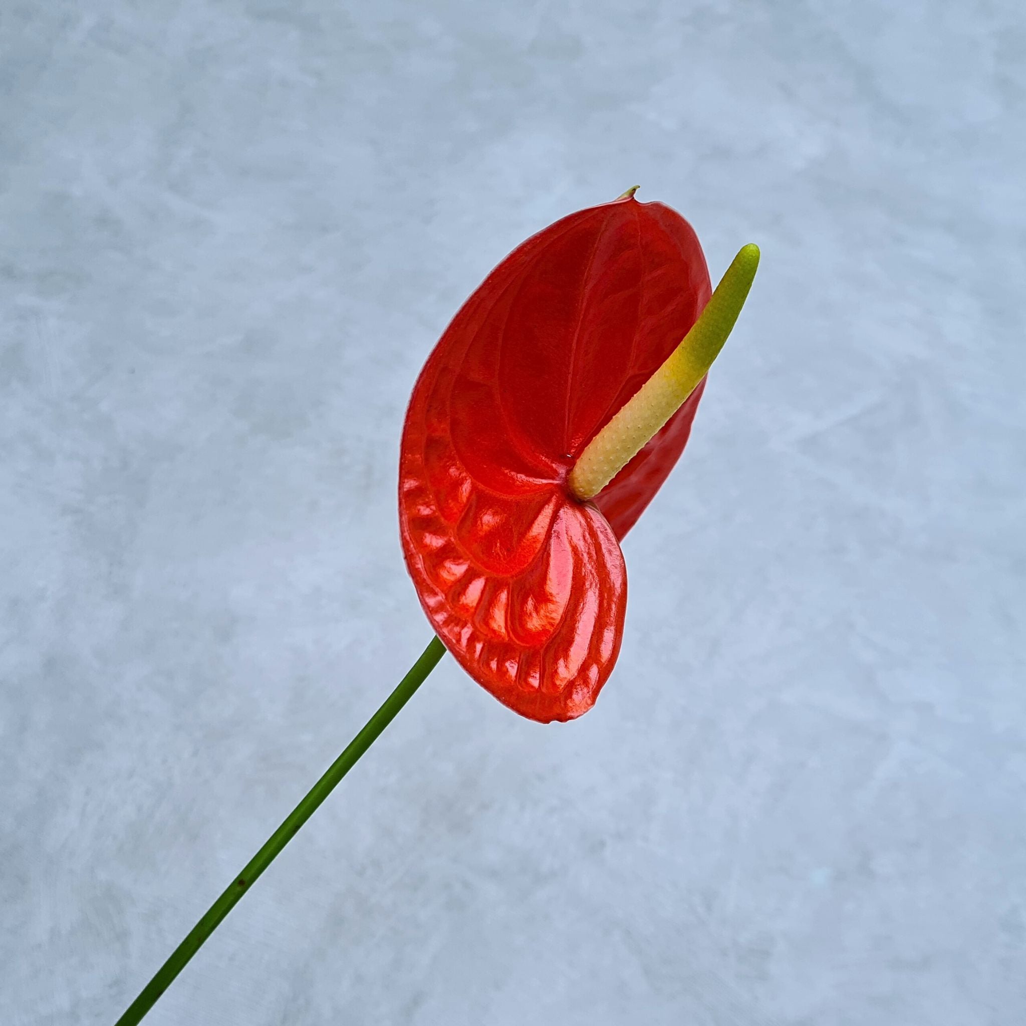 Shiny red Anthurium FIRE orchid bloom, flown fresh from Thailand, features a glossy finish on a long stem, ideal for elegant floral arrangements, wedding centerpieces, event décor & DIY projects. A rare flower known for its vibrant color & sheen appeal