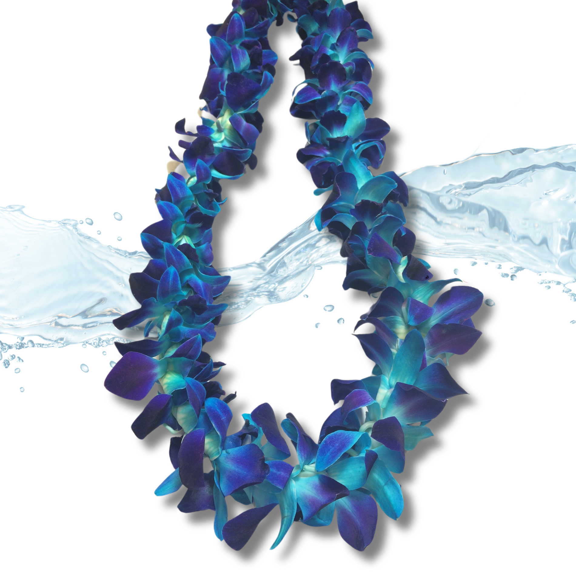 Exquisite Single Blue Orchid Lei with 100 high-quality Dendrobium blooms. Perfect for tropical parties, weddings, and graduations, this lei is made from fresh Thai orchids for a stunning, eye-catching accessory.