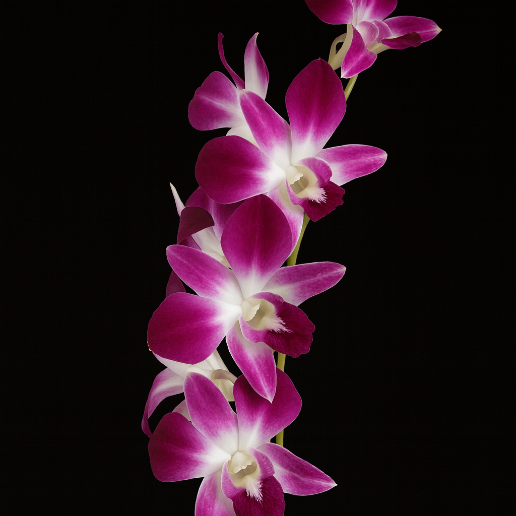 Pink orchids on a black background