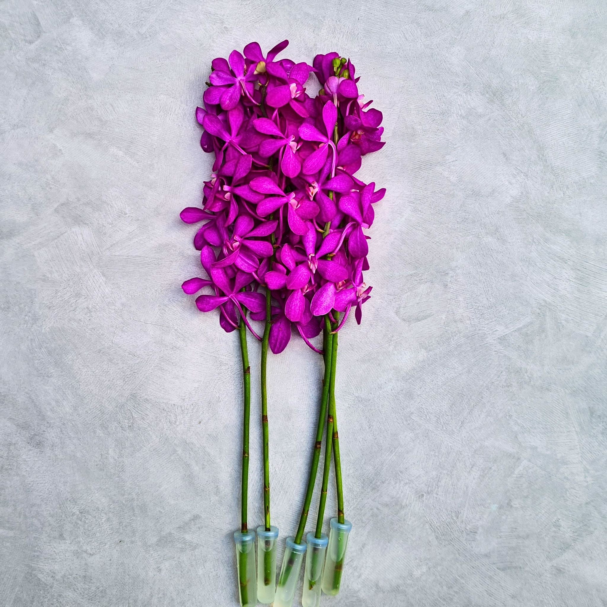 Bundle of 10 Pink Calypso Mokara Orchids, each with a water capsule for freshness. Perfect for weddings, home decor, and special events. Sourced from Thailand, these pink orchids enhance any space with their vibrant color and long-lasting beauty.