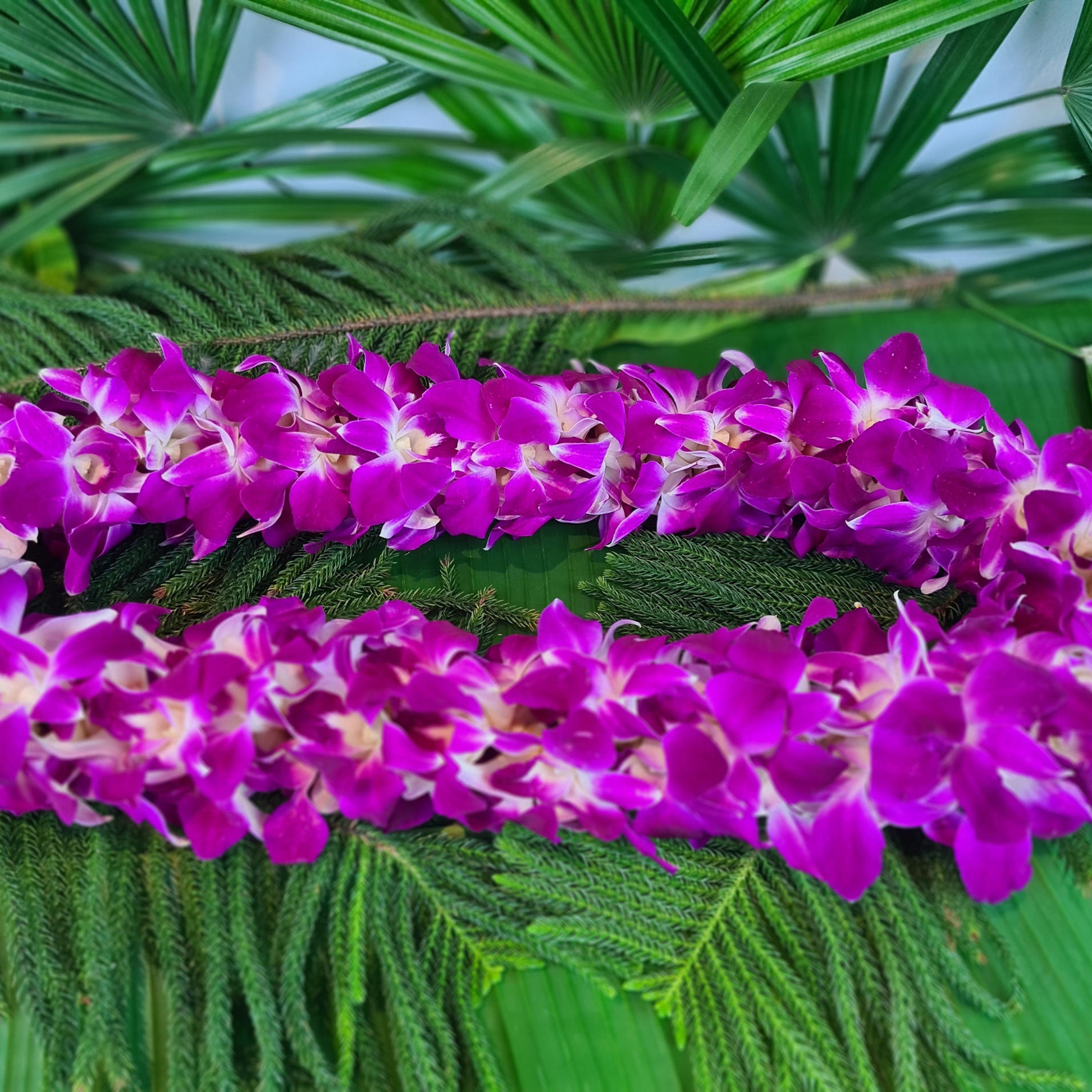  Double Purple Orchid Lei made from 100 fresh Thai Dendrobium orchids. This vibrant and durable lei is perfect for tropical events, graduations, and high-profile occasions. Flown in weekly for freshness.