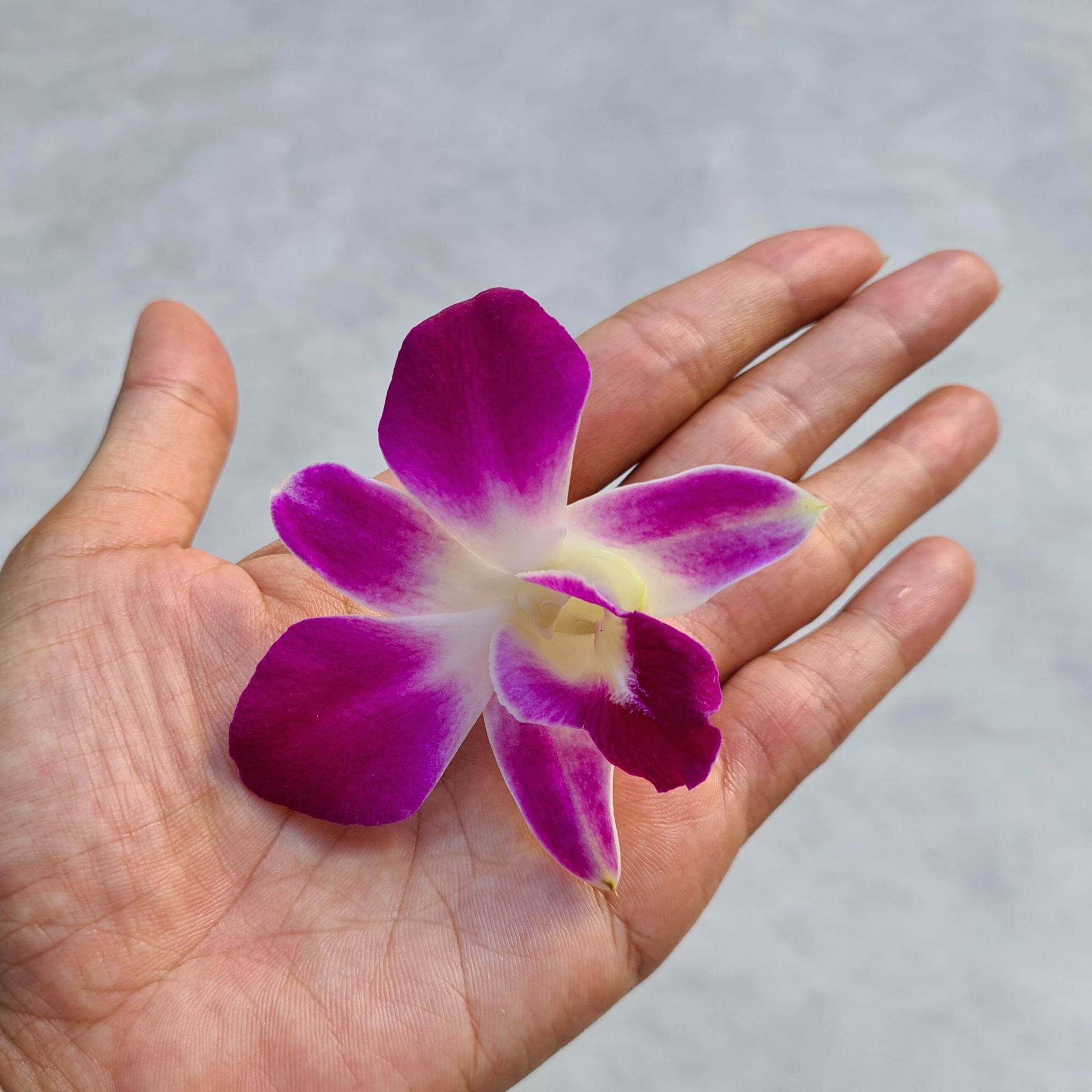 10-stem bundle of fresh Purple Dendrobium Orchids from Thailand, equipped with water capsules for extended life. Perfect for DIY floral projects, bouquets, wedding decor, and home displays. These vibrant orchids add sophistication to any setting.