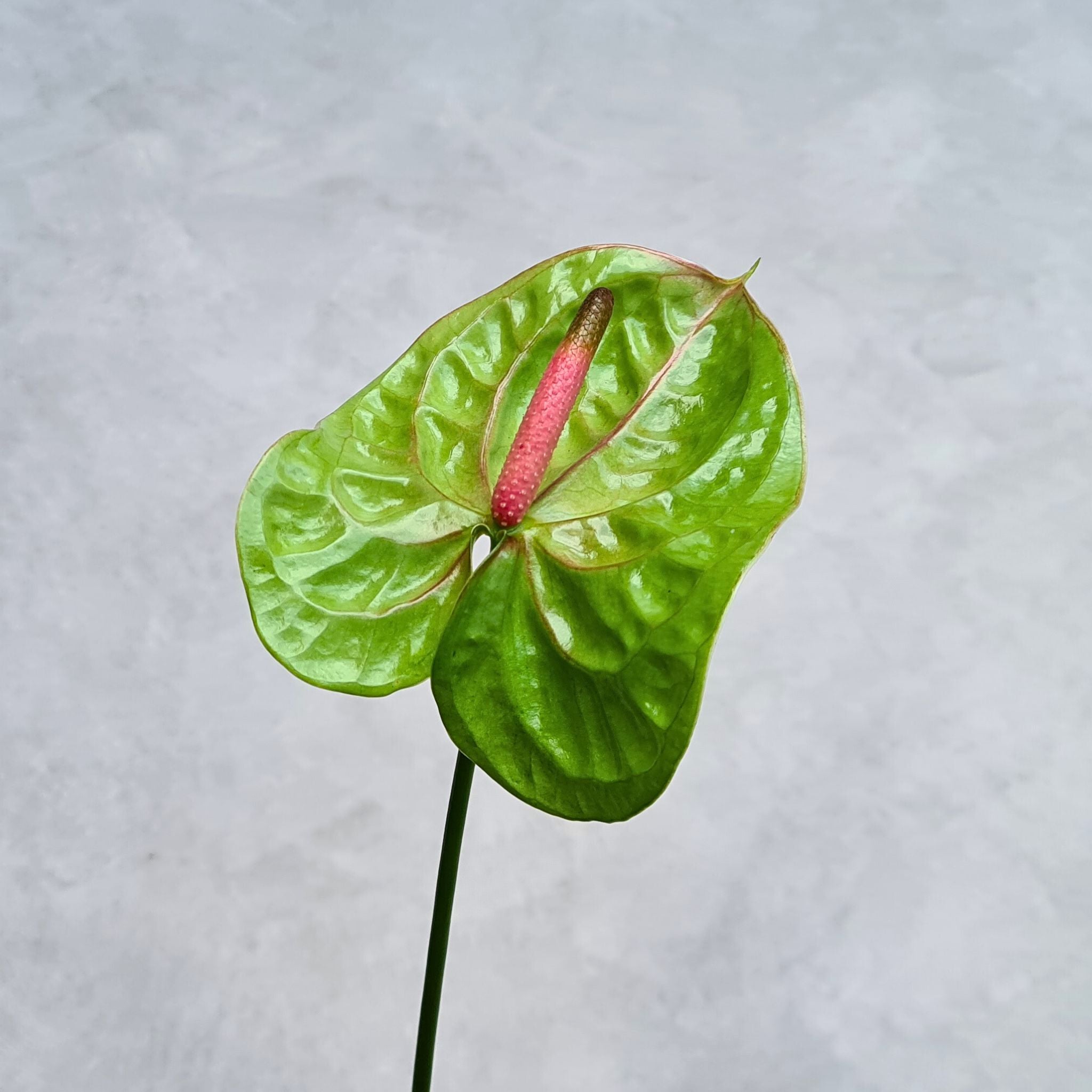 Exotic green Anthurium Verino flowers, flown fresh from Thailand, ideal for wedding bouquets, floral arrangements, and photography.