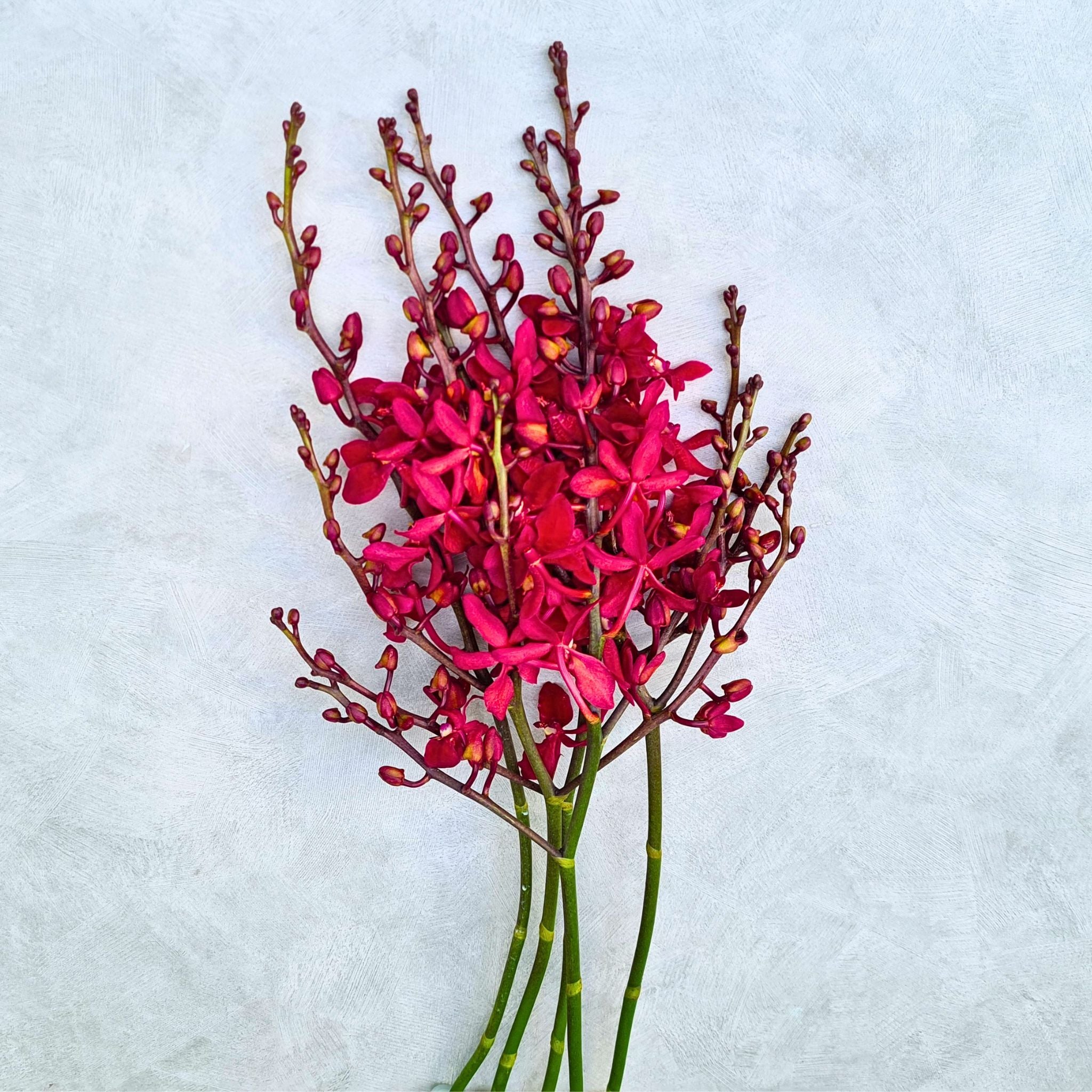 Vibrant New Azimah red orchids, a 10-stem bundle of exotic Thai Renanstylis blooms. Perfect for weddings, special events, and elegant floral designs. Rare and long-lasting flowers shipped fresh with free delivery.