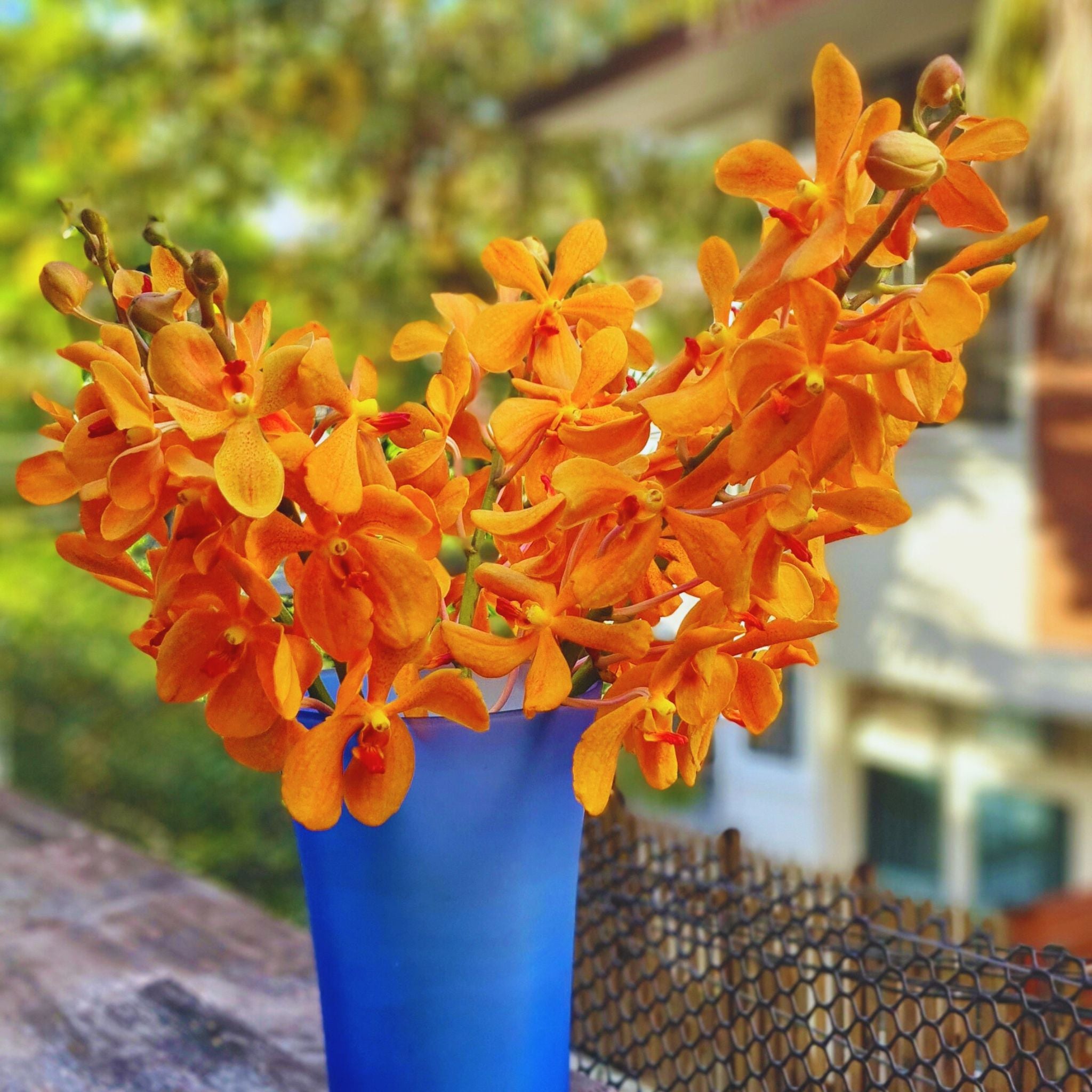 10 fresh stems of Aomyai Orange Mokara Orchids, flown from Thailand, perfect for wedding bouquets, home decor, and DIY floral projects. Exotic, vibrant tropical flowers ideal for centerpieces, gifting, and stunning floral designs