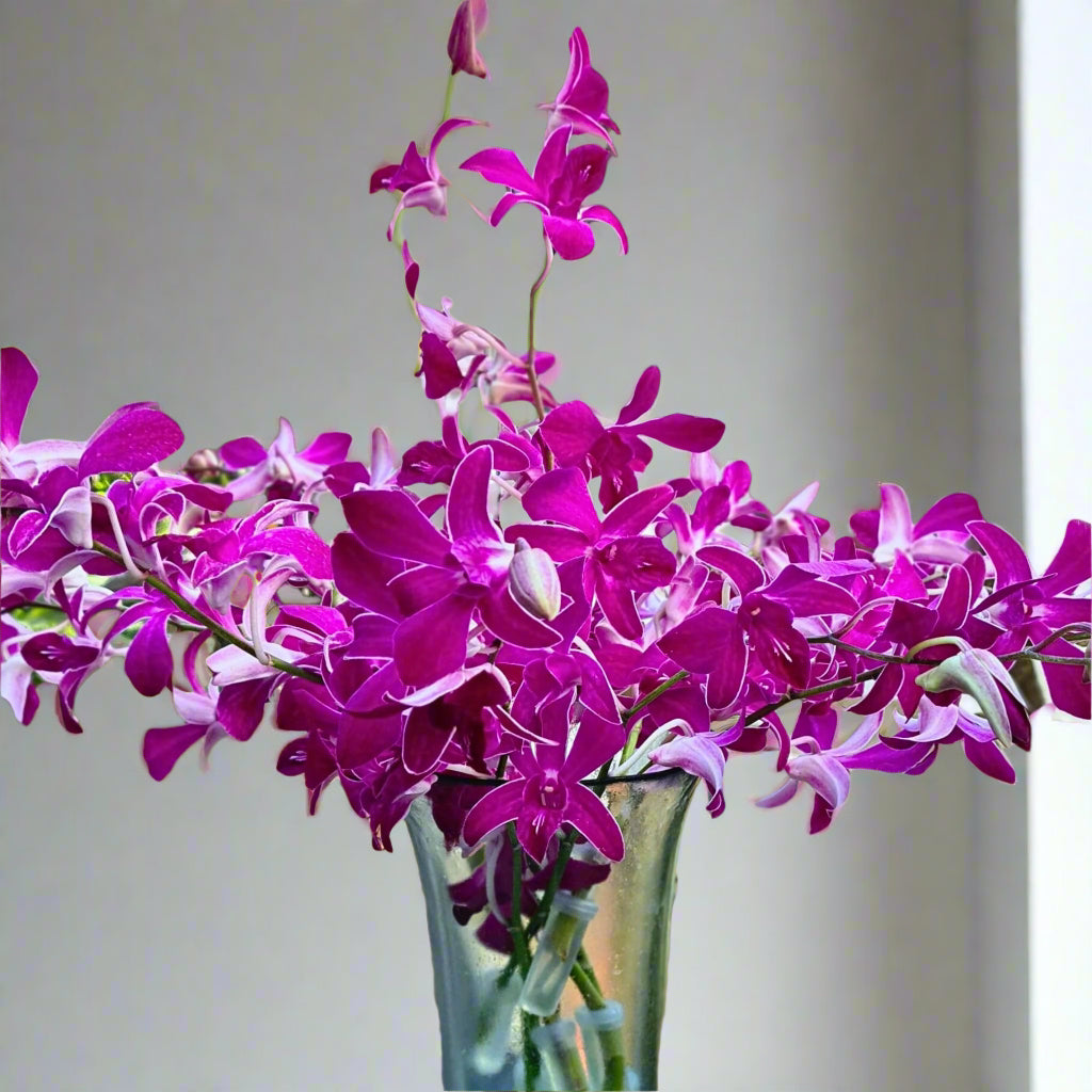 🌺 Unique "Miss Siam Red" orchids with brilliant purple petals and delicate white edges. Fresh from Thailand, ideal for wedding bouquets, events, or floral arrangements. Water capsules keep blooms fresh. Perfect for florists or DIY decor enthusiasts.