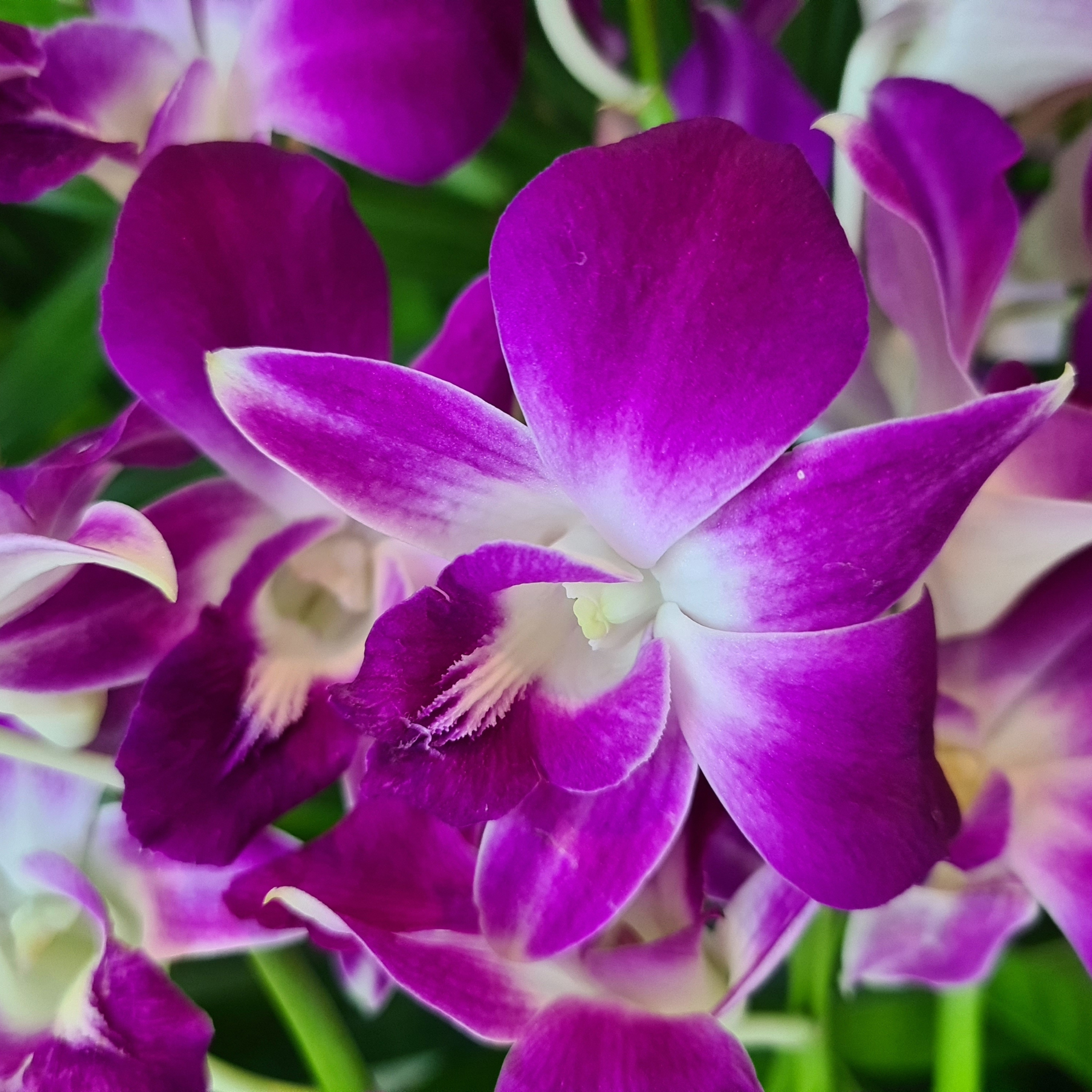 Purple Dendrobium Orchids Box | 50 Fresh Blooms from Thailand | Ideal for Event Decorations | Long-Lasting and Versatile | Perfect for DIY Leis, Table Centerpieces, and Hospitality | Unique Purple Flowers for All Occasions