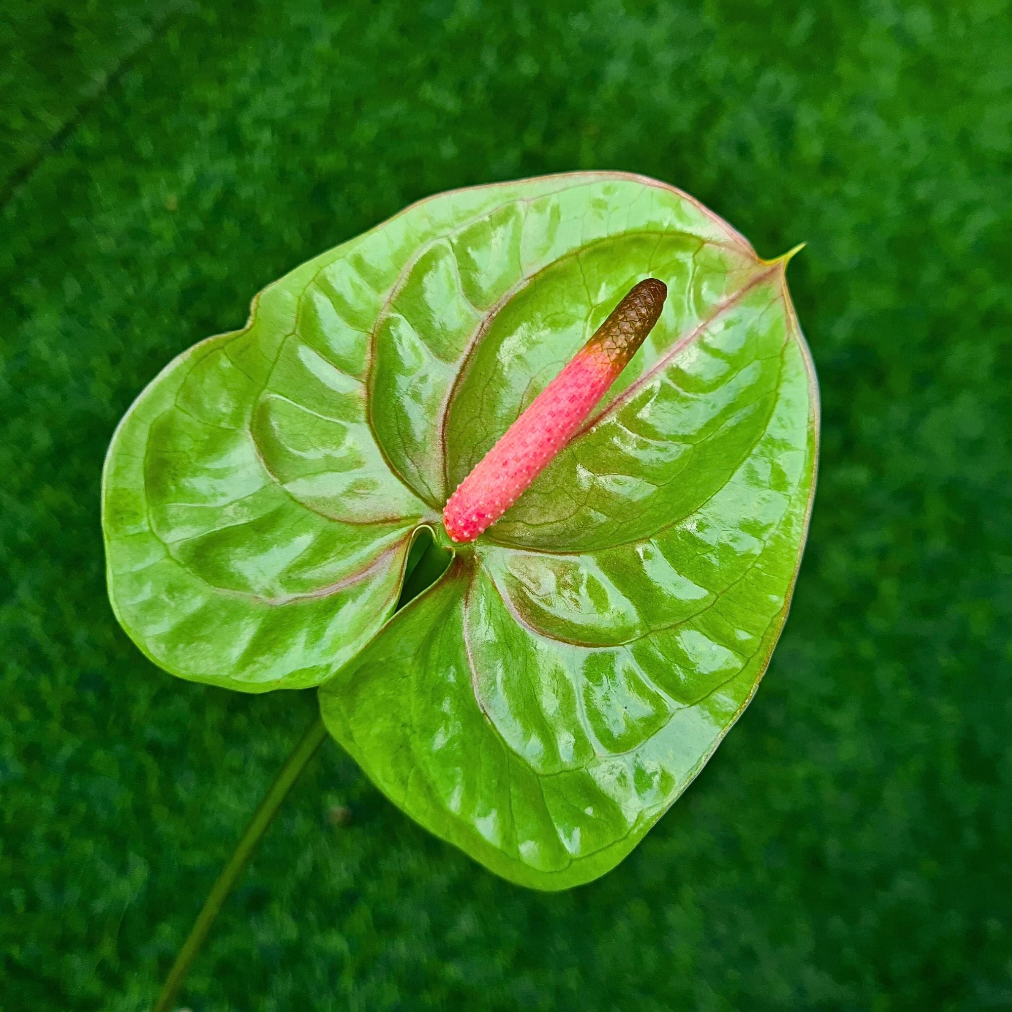 Green Anthurium Verino Orchids – Tropical Stems for Florists & DIY Decor
Add a unique tropical charm to your floral creations with The Green Anthurium Verino Orchid, a lush green bloom with velvety petals. Available in bundles of 20, 40, or 60 stems, these premium orchids are ideal for wedding designs, corporate events, and floral installations. Shipped fresh from Thailand for maximum quality. Free USA delivery!