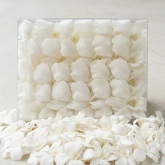 50 White Dendrobium Orchid Blooms – Loose Flowers | Orchid Love