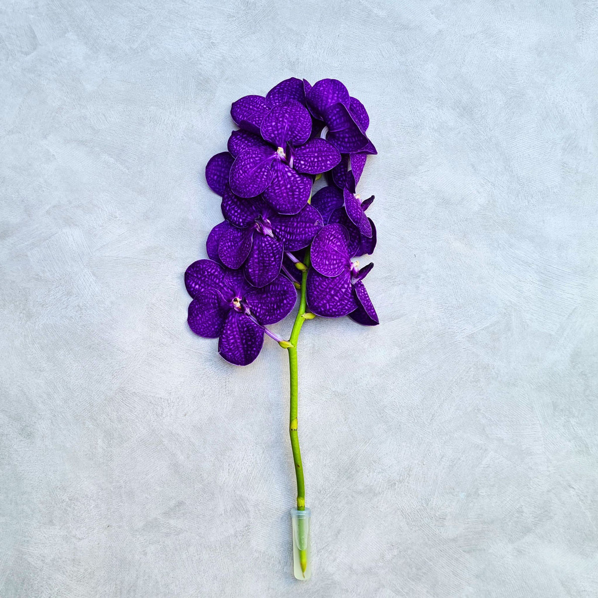 Fresh-cut deep purple Vanda Orchids, also known as Blue Vanda, in a 10-stem bundle. Exotic Thai blooms with intricate petal patterns, perfect for weddings, events, and home décor. Long-lasting, vibrant flowers flown directly from Thailand to your door.