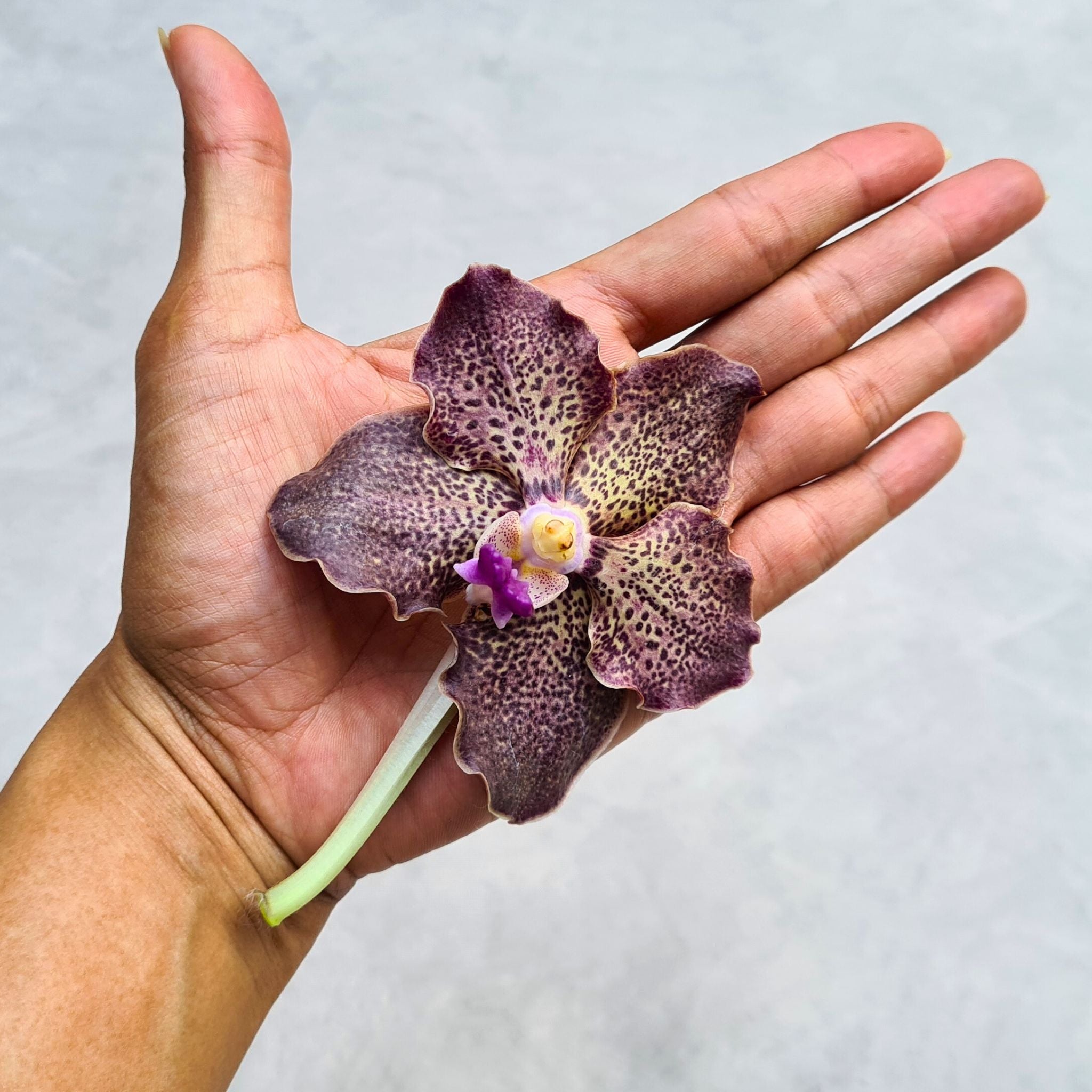 Fresh 10-stem bundle of Black Magic Vanda Orchids, showcasing unique hues of purple, brown, gray, and black. Perfect for weddings, DIY floral arrangements, and elegant event decorations. Exotic and rare blooms shipped fresh from Thailand