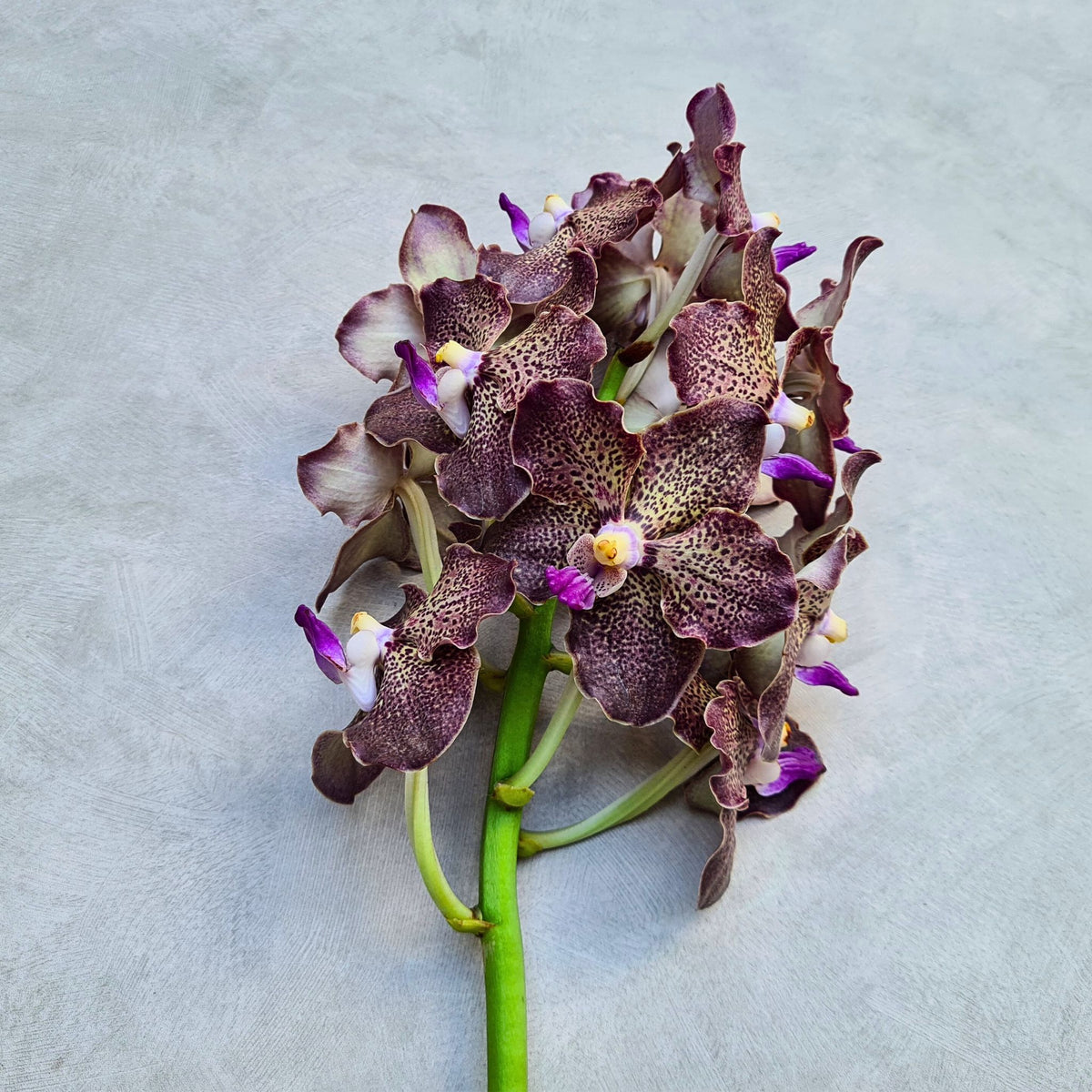 Assorted Vanda Orchids in shades of purple, brown, gray, and black. Known as Black Magic Orchids, this 10-stem bundle is freshly flown from Thailand, featuring strong, long-lasting blooms ideal for weddings, events, and luxurious floral décor.