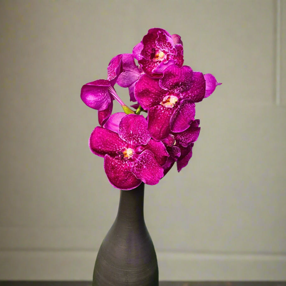 Elegant Pink Red Vanda Orchids, delivered fresh in a 10-stem bundle from Thailand. These rare blooms feature unique pink-red tones and detailed petals, making them ideal for events, home decor, and creative floral projects.