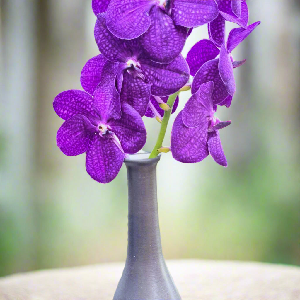 Fresh-cut deep purple Vanda Orchids, also known as Blue Vanda, in a 10-stem bundle. Exotic Thai blooms with intricate petal patterns, perfect for weddings, events, and home décor. Long-lasting, vibrant flowers flown directly from Thailand to your door.