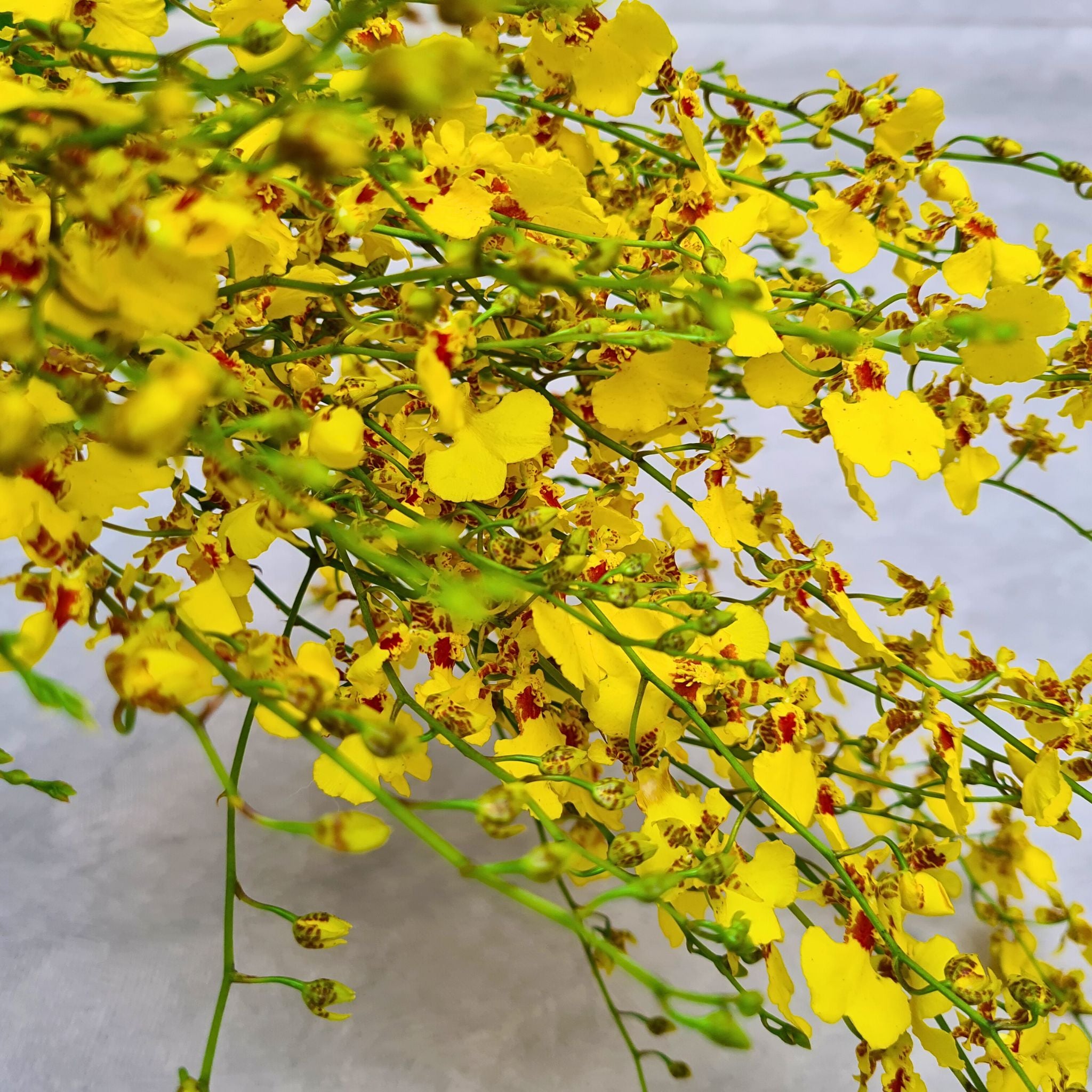 Golden Shower Oncidium Orchids feature radiant yellow petals ideal for weddings, tropical parties, and home decorations. These rare, elegant orchids are long-lasting, making them the perfect choice for floral centerpieces or bouquets.