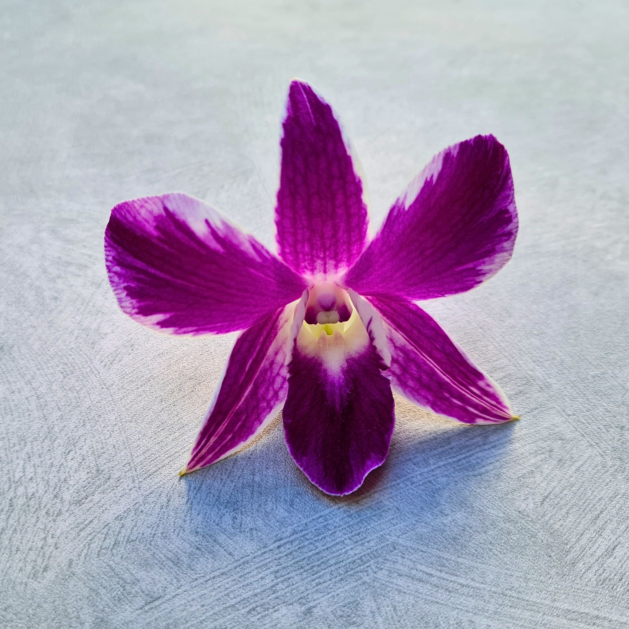 Deep Violet Dendrobium Orchids – 10 stems of Purple 
 Pink Splash flowers. Fresh from Thailand, with water capsules for hydration. Perfect for creating wedding arrangements, DIY floral projects, and event décor.