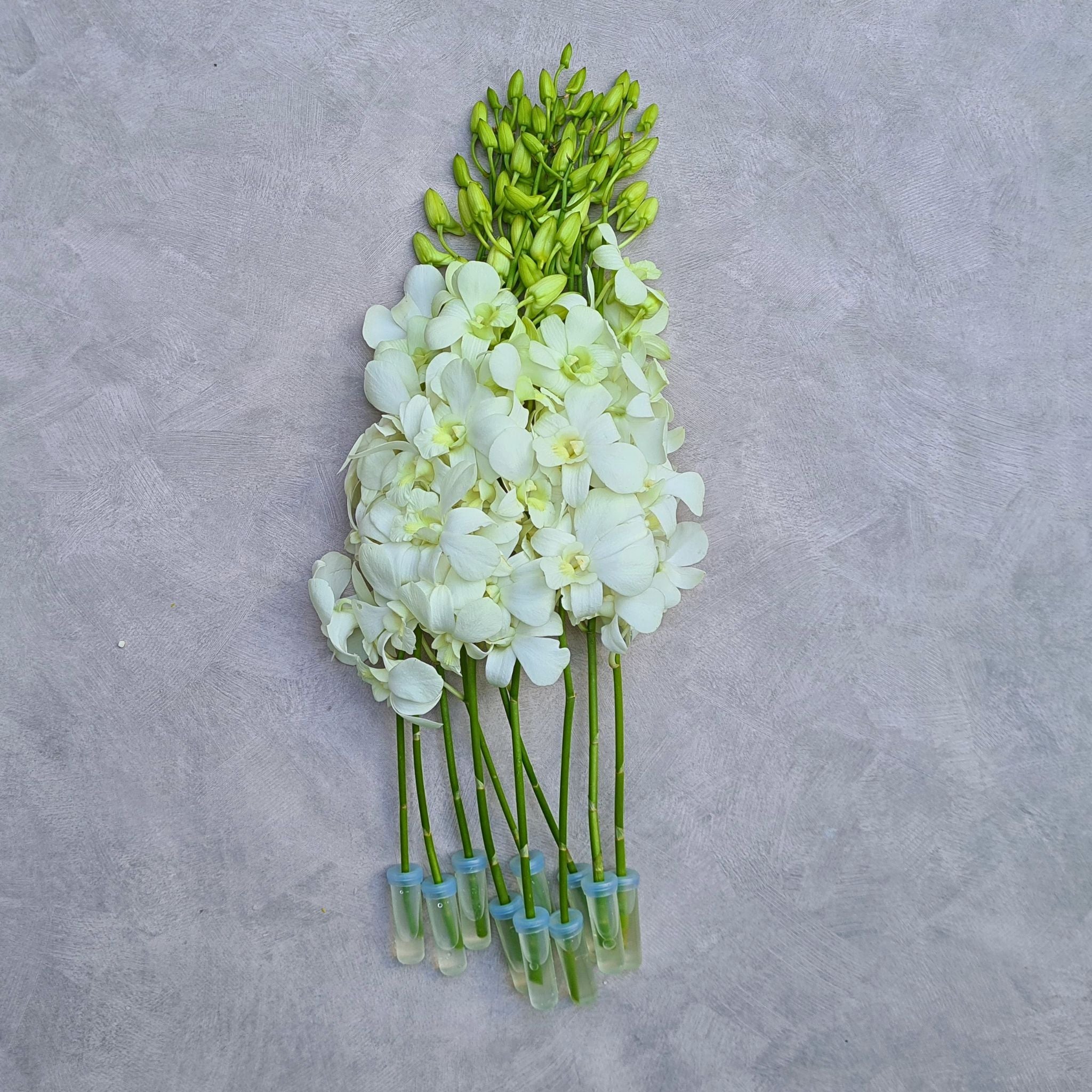 Snow White Orchid Dendrobium bundles of 10 single stems, equipped with water capsules for freshness. Sourced from Thailand for event planners, florists, & decorators. These elegant orchids are ideal for weddings, decor, & special floral arrangements