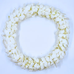 Double thick White Orchid Lei crafted from 100+ fresh Thai Dendrobium orchids, measuring 39 inches. Perfect for weddings, tropical parties, graduations, and Hawaii-style events, this lei is both beautiful and long-lasting. A stunning floral accessory