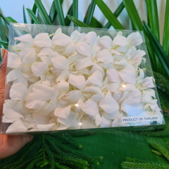 50 Premium White Dendrobium Orchids | Fresh Weekly from Thailand | Ideal for Weddings and Parties | Long-Lasting and Versatile