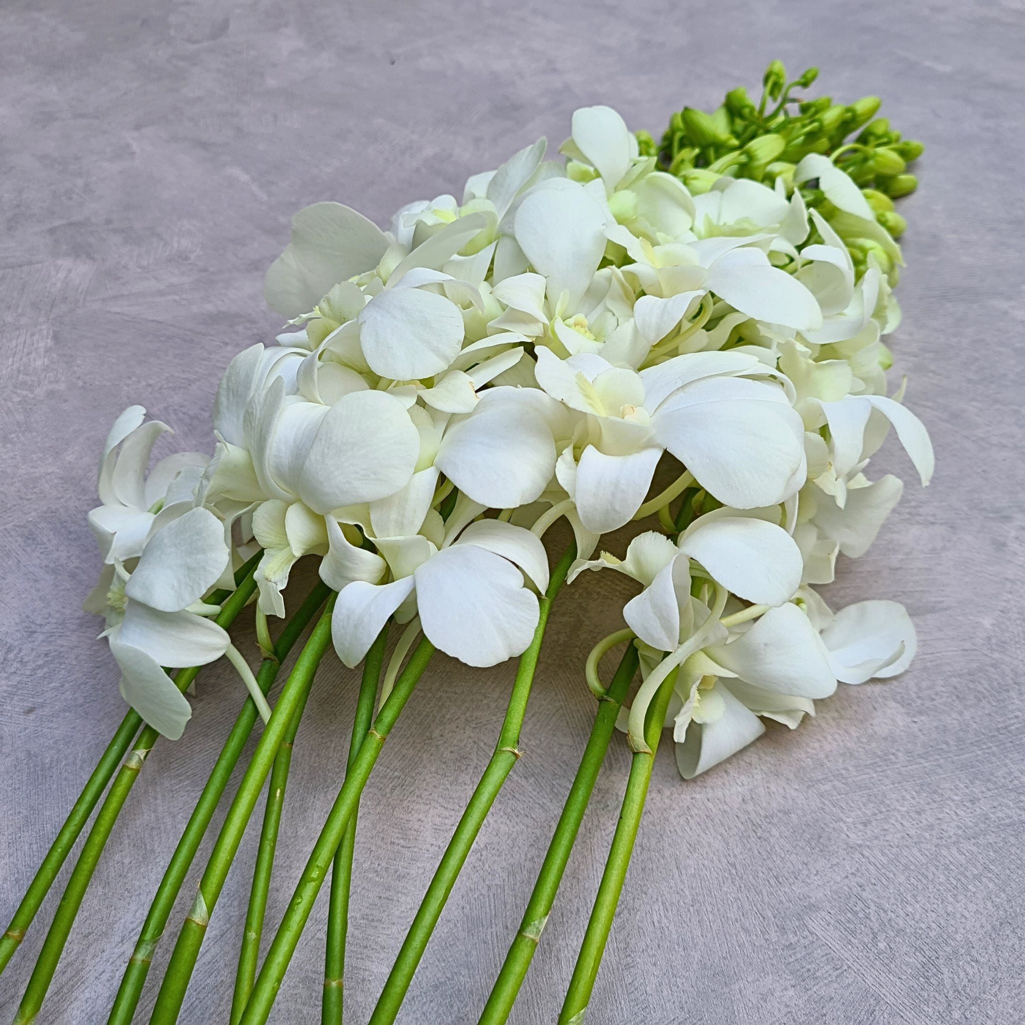 Orchid Dendrobium Snow White bundles with 10 single stems, each with a water capsule to ensure lasting freshness. Sourced from Thailand, these elegant white orchids are ideal for event planners, florists, and wedding decor