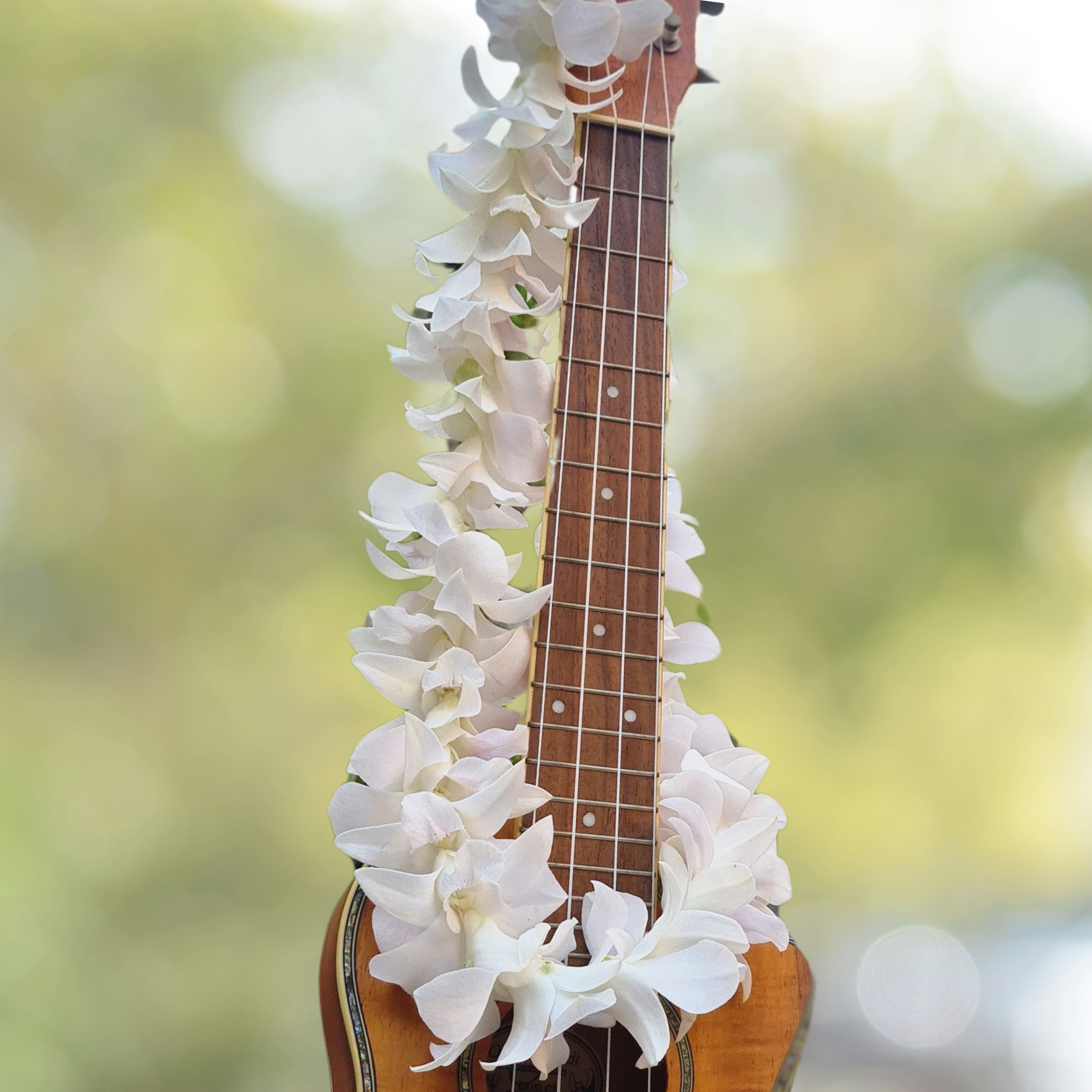 White Dendrobium orchid lei, handcrafted from high-quality orchids flown from Thailand. Ideal for weddings, beach parties, and tropical events, this lei adds a touch of elegance to luaus, graduations, BBQs, and other festive celebrations
